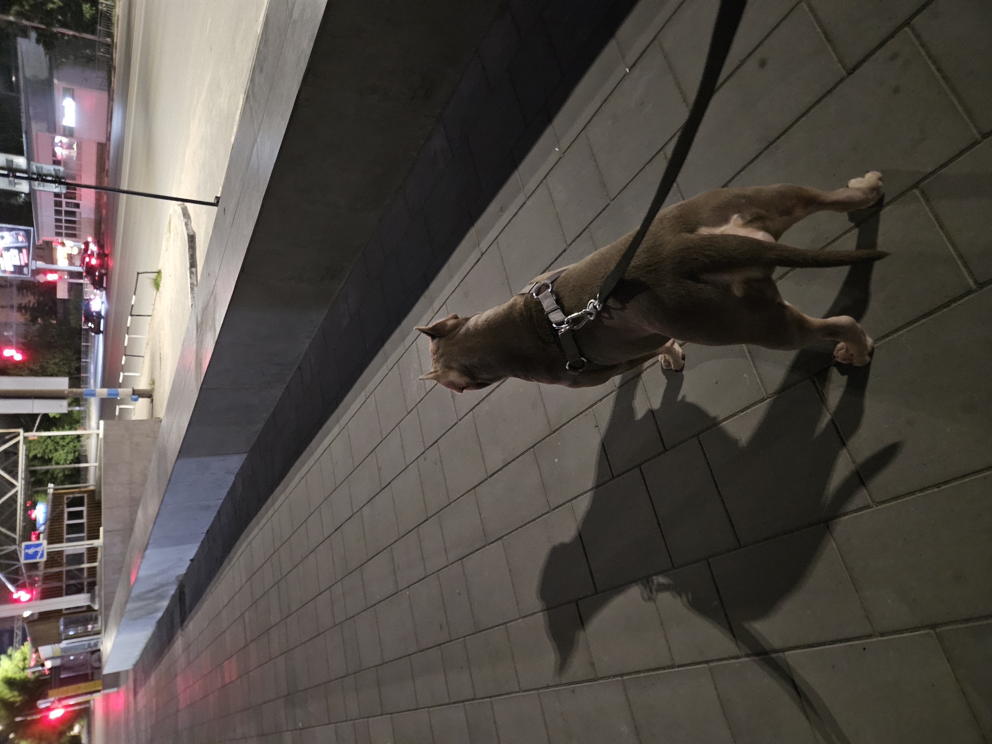 A brown pit bull dog, wearing a harness and leash, stands on a gray tiled sidewalk at night. The dog is casting a long shadow onto the sidewalk. In the background, cars are driving on a road illuminated by streetlights and traffic signals, one of which is red. A building with windows and lights is visible across the street. There are trees and a white fence in the background. The scene appears to be a public area in the city of Ulyanovsk, Russia, likely a street or park with a sidewalk adjacent to a road.
