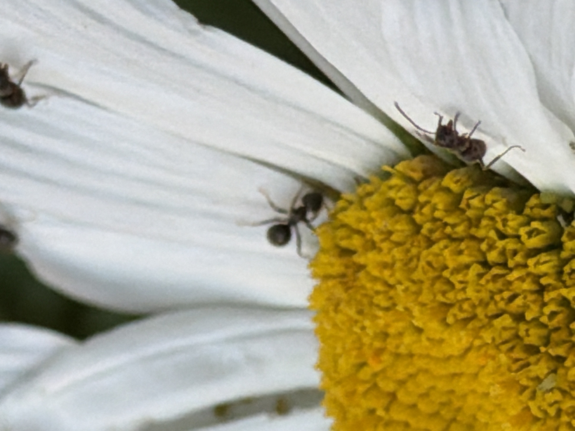 A close-up, vertical shot captures several ants on a white daisy. The daisy's yellow center is visible in the lower portion of the frame, with its white petals extending upwards. One ant is prominently featured on a petal near the center, while another is positioned higher up on a petal. Two other ants are partially visible, one near the top edge and another on the right side of the frame. The background is a dark green, out-of-focus area. The image was captured in Astana, Kazakhstan.