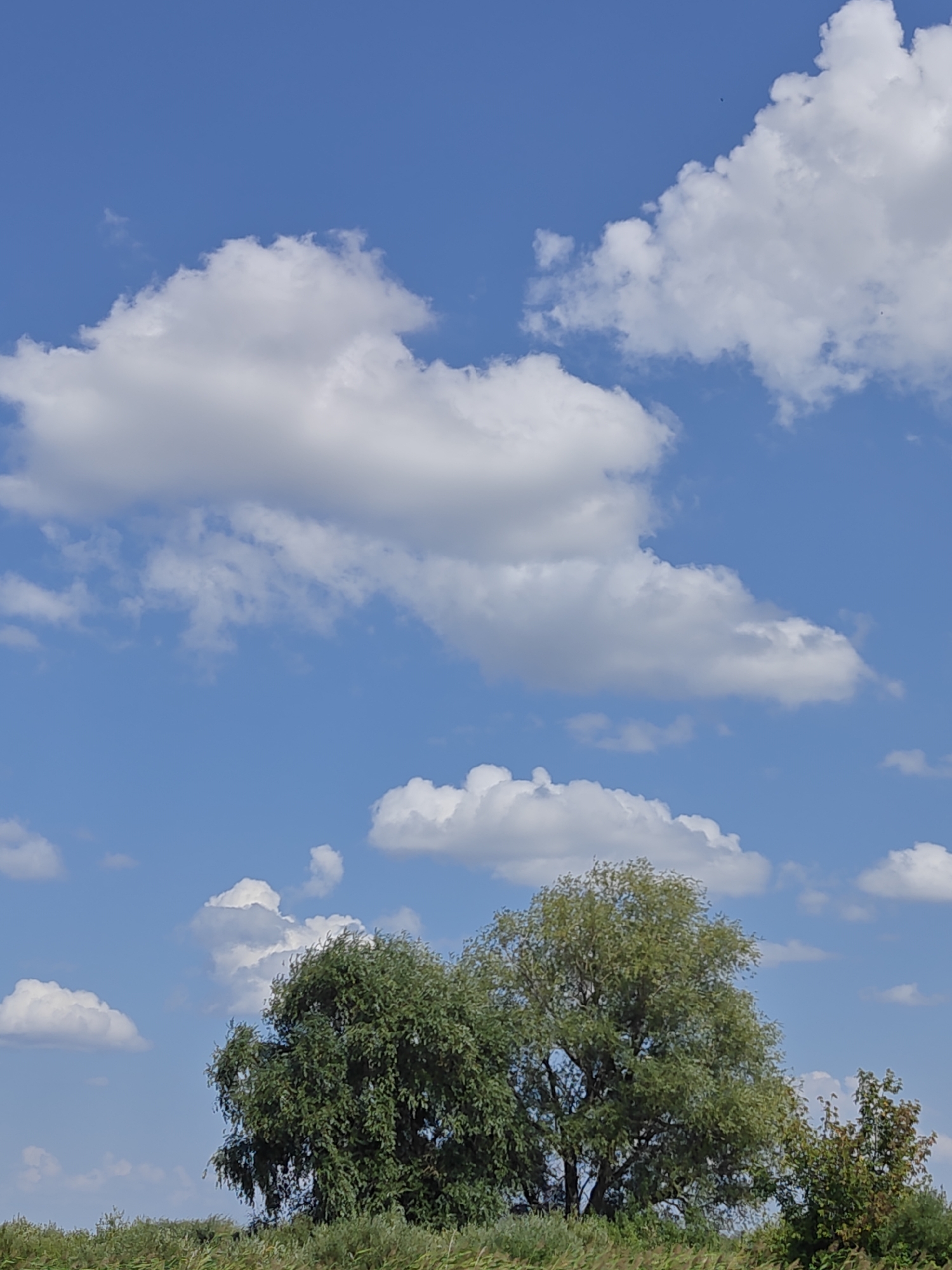This is a vertical, eye-level, outdoor photograph of a bright blue sky with scattered white clouds over a landscape of green trees and vegetation. In the foreground, a dense line of green foliage runs horizontally across the bottom of the image, with taller grasses or reeds at the very bottom. Two prominent trees are visible above the foliage, with the tree on the left appearing fuller and darker green, and the tree on the right taller with lighter green foliage and visible branches. A smaller, darker tree with reddish-brown leaves is partially visible to the right of the two main trees. The sky is a vibrant blue, with large, fluffy white cumulus clouds dominating the upper half of the image. The scene appears to be a rural or park-like setting, possibly on a clear day with good visibility. There are no people or animals visible in the photograph. This image was taken in the city of Rubtsovsk, Russia.