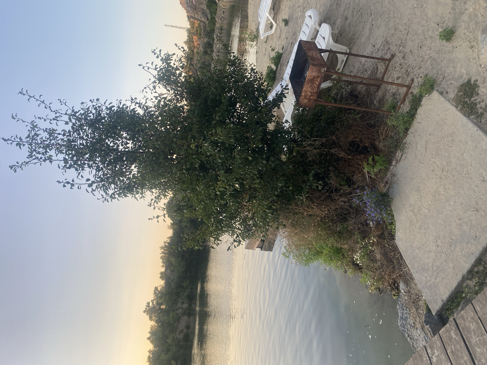 This image captures a serene natural scene by a body of water, likely a reservoir or quarry, with a sandy embankment. The foreground features a weathered wooden pier leading to a concrete platform. A rusty barbecue grill stands on the sandy shore, accompanied by two white plastic lounge chairs. Lush green foliage and dry brush surround the grill, with a cluster of small purple flowers adding a splash of color. In the background, a large tree with dense green leaves dominates the mid-ground, casting a shadow. The water is calm, reflecting the soft hues of the sky, which transitions from a pale yellow at the horizon to a clear blue overhead. The landscape is dotted with trees and rocky formations on the distant banks. A faint silhouette of a transmission tower can be seen on the right horizon. The overall ambiance suggests a peaceful, secluded spot, possibly a popular location for recreation in the Dnipro region, Ukraine.