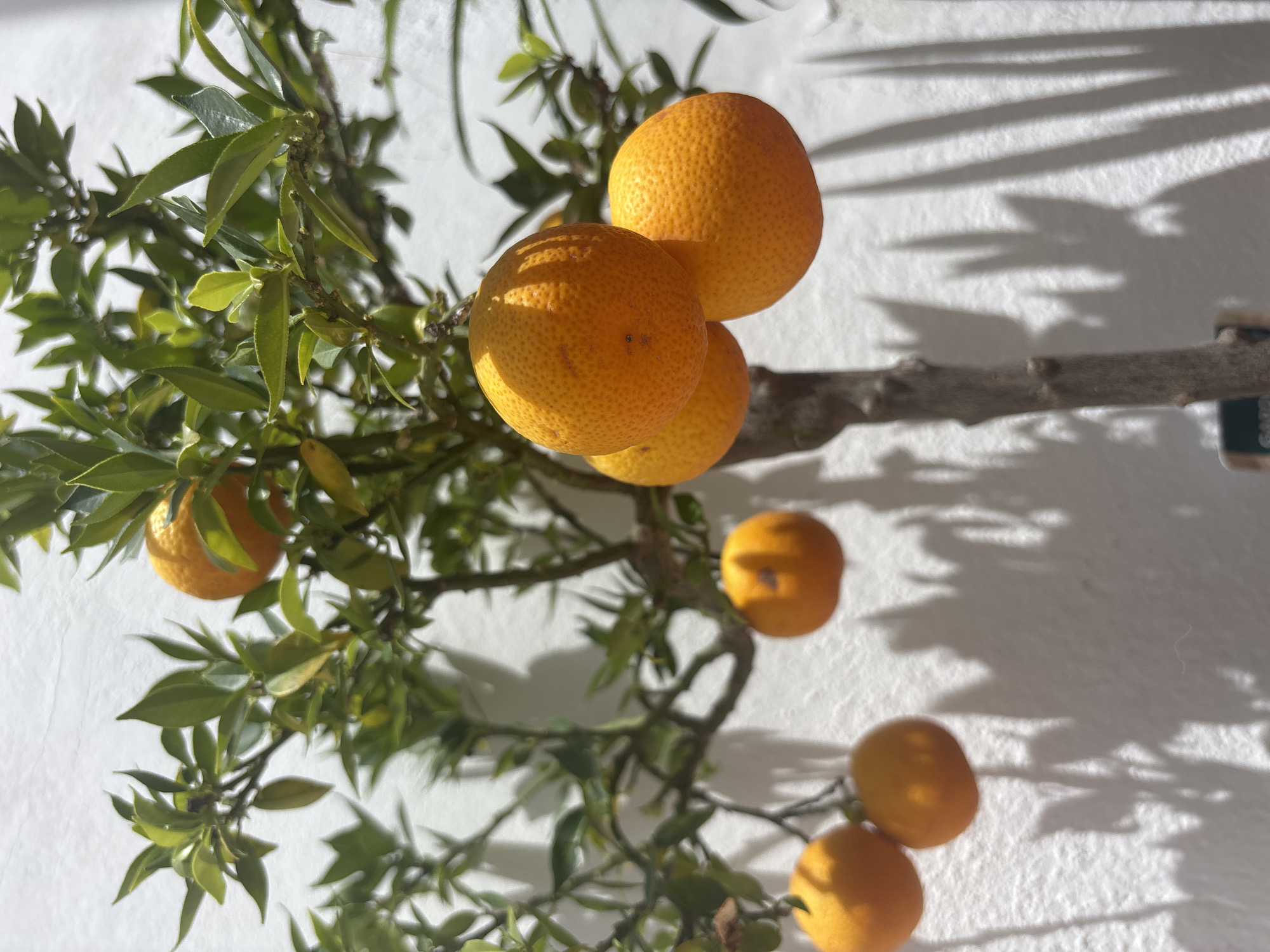 A close-up, vertical shot features a small potted orange tree with several ripe oranges hanging from its branches. The tree is positioned in front of a textured, white wall that displays dappled sunlight and shadows, suggesting an outdoor environment. The oranges are bright orange and appear to have a textured rind, with some showing distinct dimples. Leaves are a vibrant green, and the branches are thin and woody. The lower part of the tree trunk is visible, with a small label tag hanging from it. The overall impression is one of fresh produce in a sunny, possibly Mediterranean setting, such as a garden or patio in Orihuela, Spain, given the bright sunlight and whitewashed wall often found in that region.