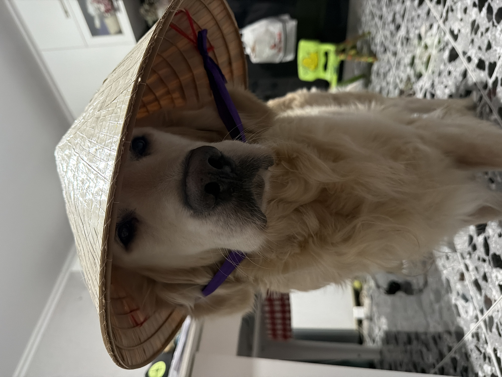 A golden retriever dog is wearing a traditional Vietnamese conical hat, decorated with red and purple ribbons. The dog's face is close to the camera, highlighting its black nose and dark eyes. The background shows a modern interior with a white and black tiled floor. The location cannot be determined based on this image.