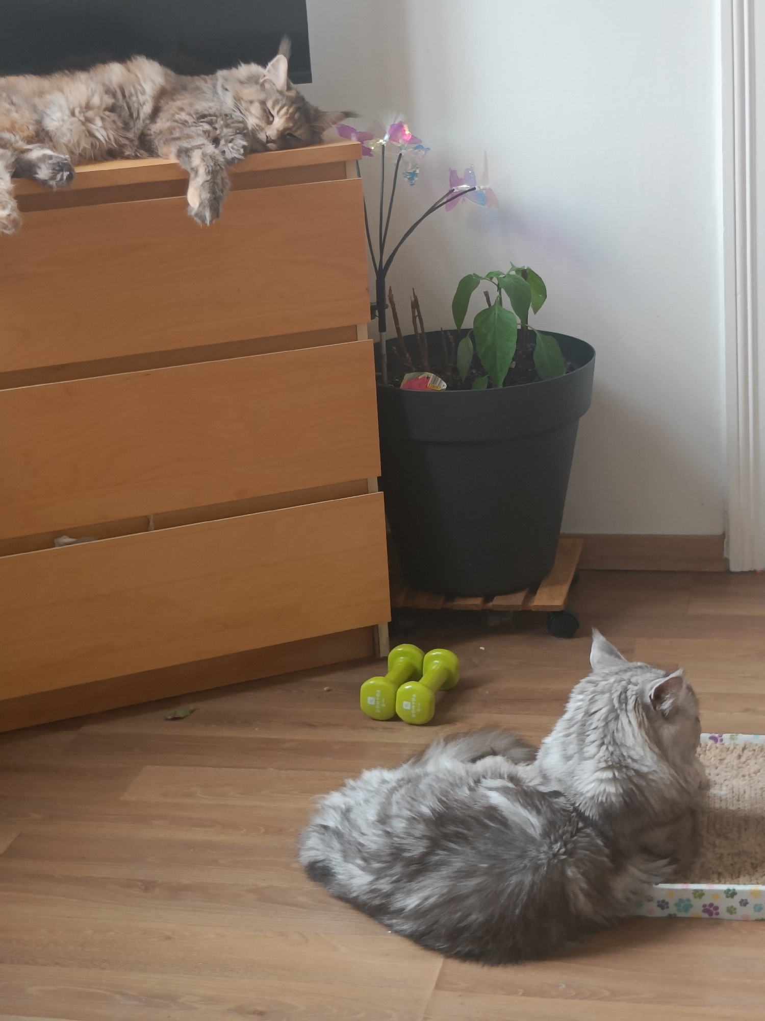 The image depicts an indoor scene, possibly a domestic setting in Leuven, Belgium. In the foreground, a long-haired grey cat is lying on its side, facing away from the camera, with its head turned to the right. It appears to be resting in or near a scratching post. To the left of the cat, two bright green dumbbells are on the wooden floor. In the background, a large potted plant with green leaves sits in a black pot, which is placed on a wooden trolley with wheels. To the left of the plant, a part of a light wood chest of drawers is visible. On top of the chest of drawers, another long-haired cat, with a mix of brown and grey fur, is sleeping, with its paws dangling over the edge. Decorative, iridescent butterfly-like ornaments on thin rods are positioned behind the sleeping cat and near the plant. The lighting suggests an indoor environment with ambient light casting shadows.