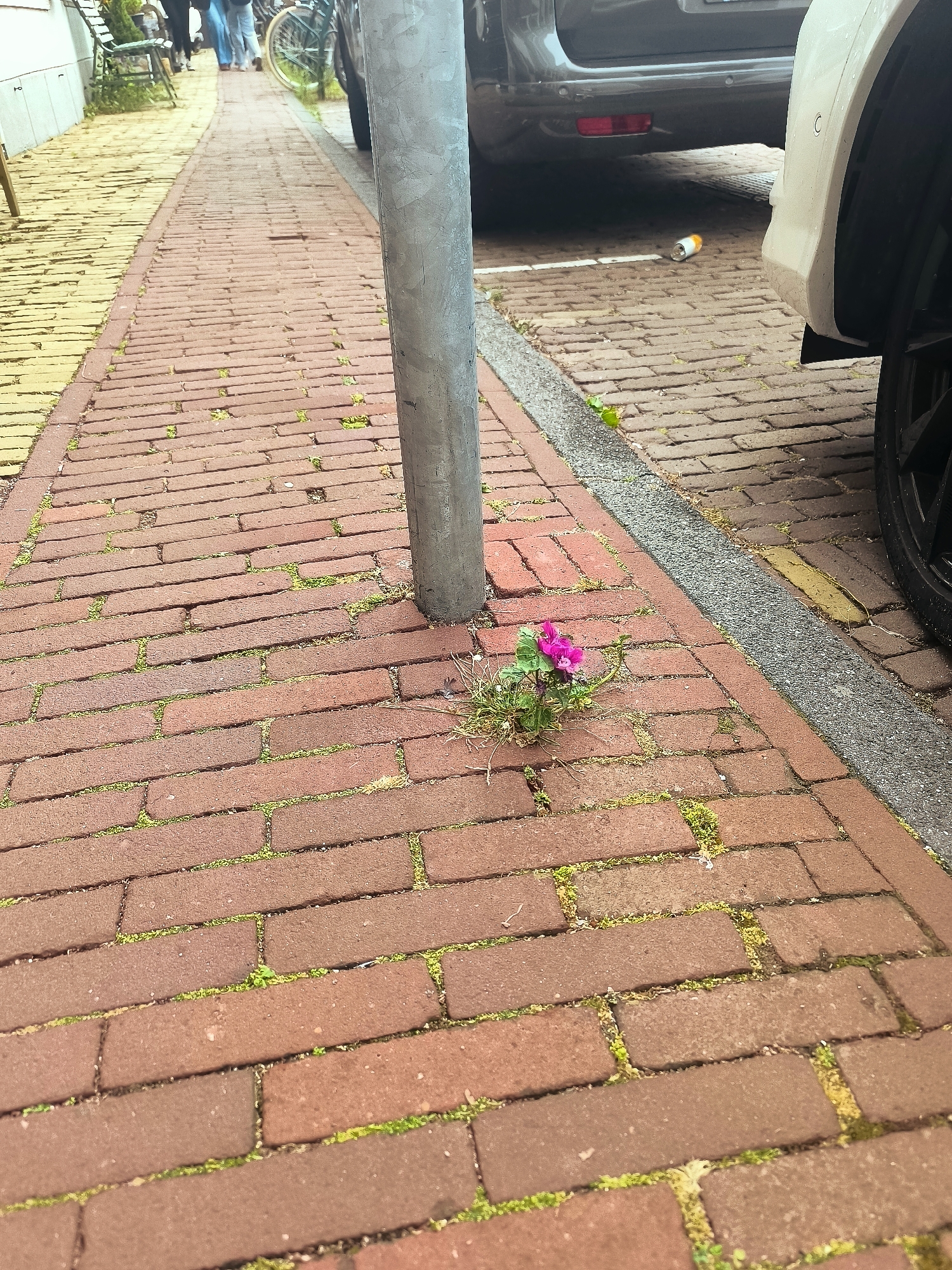 The image shows a narrow brick pathway with a metal pole positioned in the center. A small cluster of pink flowers is growing in a crack between the bricks near the base of the pole. To the right of the pathway, a car is parked, with its wheel visible. In the background, several people and a bicycle are present. The pathway appears to be in a public area, possibly a street or sidewalk. The scene is captured from a low-angle perspective, focusing on the flower and the immediate surroundings. The overall impression is one of urban life, with nature finding a way to grow in an unlikely place.