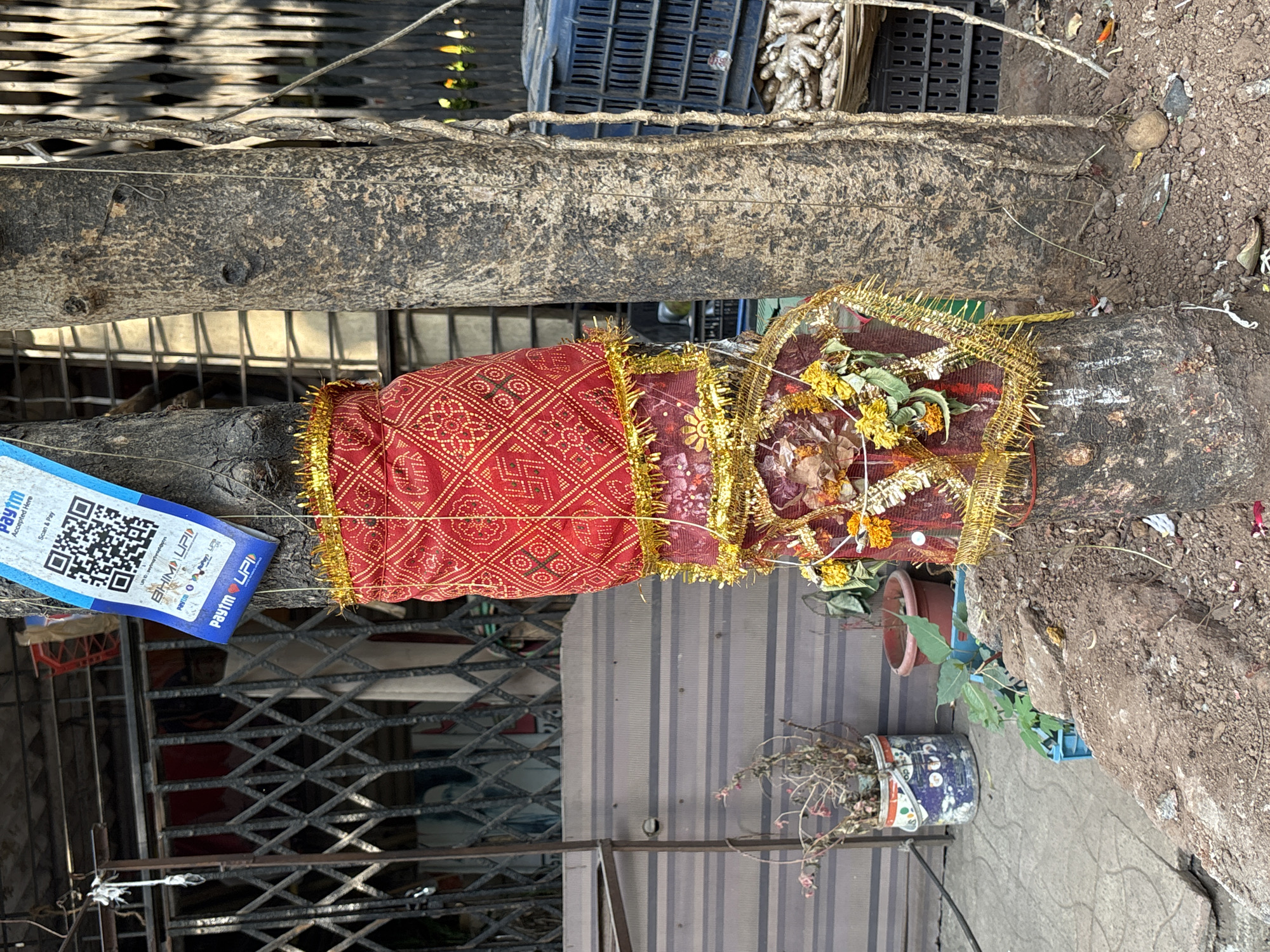 The image shows a tree trunk adorned with a red patterned cloth with gold fringe. A gold fringed scarf is on top of the cloth and is decorated with flowers. A Paytm QR code sticker is affixed to the tree trunk on the left side of the image. A black metal grate fence is visible in the background on the left, and a corrugated metal wall is also visible in the background. Two flower pots are located near the tree to the right of the image. The ground surrounding the tree is dirt and stone. The image was taken in Ambernath, India.