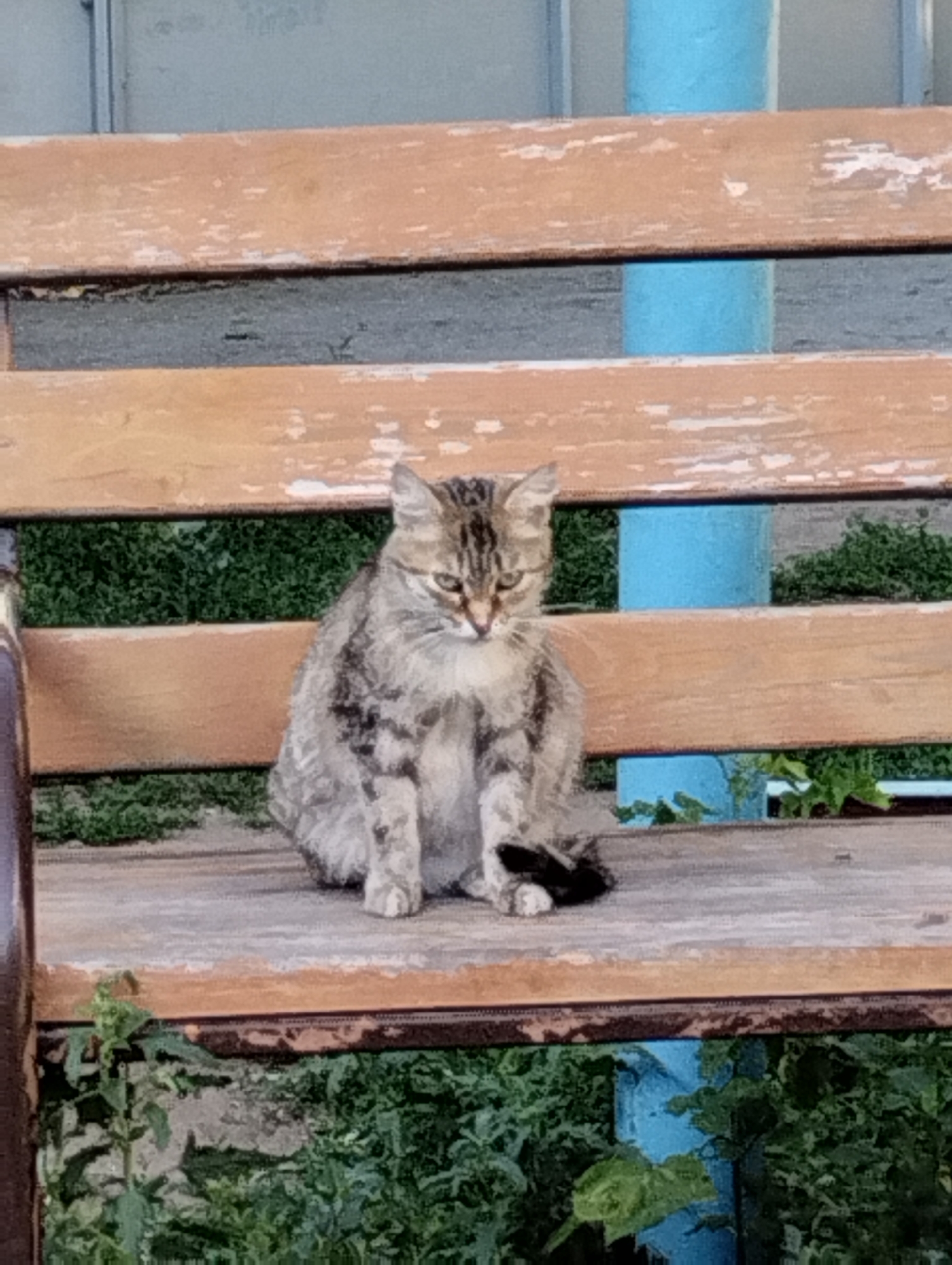 A tabby cat is sitting on a wooden bench. The bench is made of weathered wooden planks with peeling paint. Behind the bench, there are green bushes and a light-colored wall. Two blue poles are visible behind the bench and in front of the wall. The cat is facing forward, with its tail curled around its body. The cat has grey and brown fur with black stripes. Its eyes are partially closed, giving it a sleepy or relaxed appearance. The overall setting appears to be outdoors, possibly in a park or a yard in Kostanay, Kazakhstan.