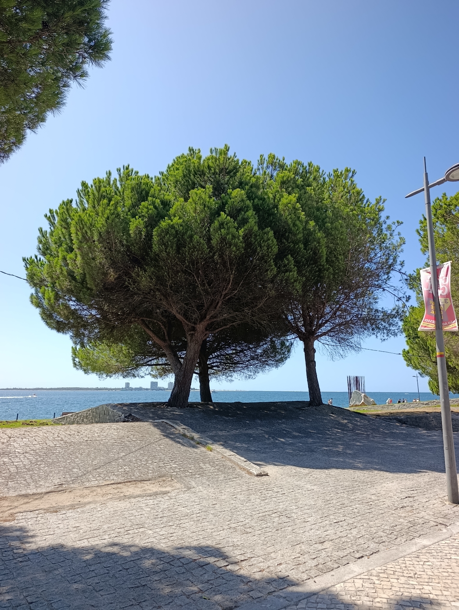 A sunny daytime scene depicts a paved area in front of two large pine trees that stand on a slight incline overlooking a body of water. The trees have full, green canopies and dark trunks. In the distance across the water, several tall buildings are visible. To the right, a lamppost with a banner attached stands beside more pine trees. Several people are scattered in the background near the water's edge. The paving stones in the foreground are grey and textured, with shadows cast from the trees. The sky is clear and blue.