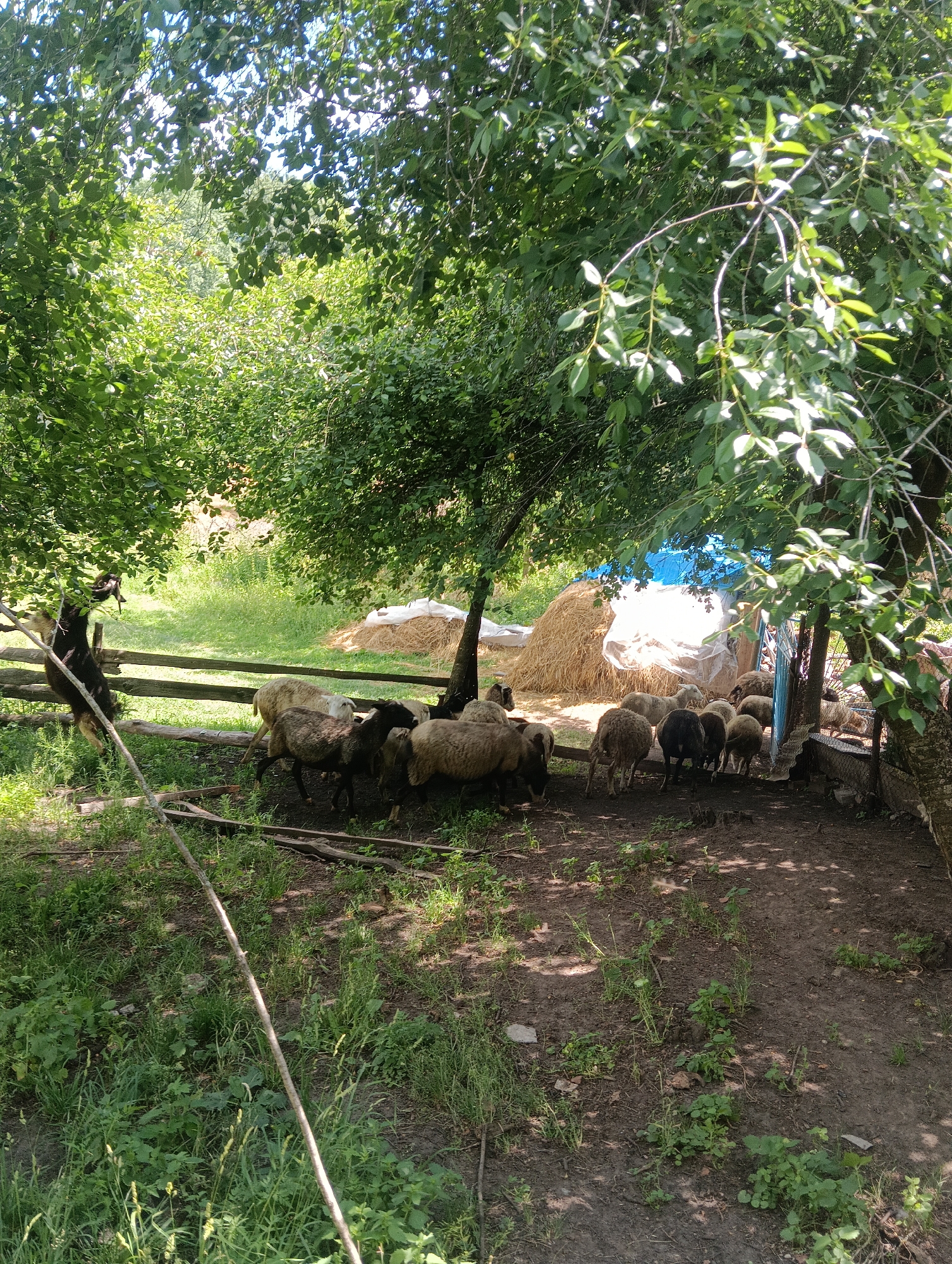 A flock of sheep is gathered near a wooden fence under the shade of trees. One sheep is standing on its hind legs, reaching up to a tree branch. In the background, there are bales of hay covered by a blue tarp. The ground is a mix of dirt and sparse grass. The scene is outdoors in a rural setting.