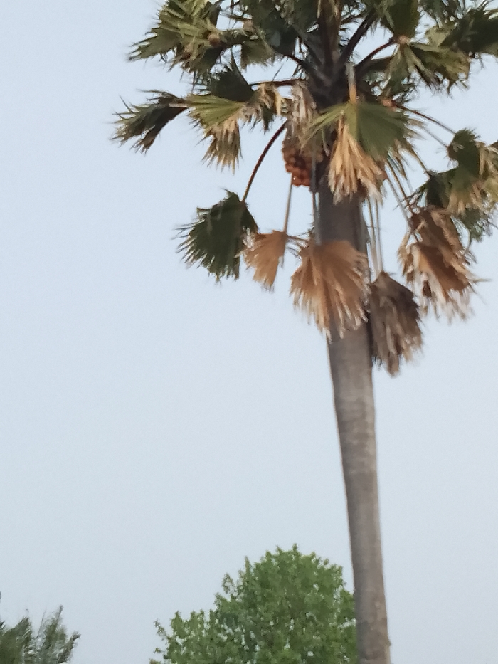 This image depicts an outdoor scene in Jibam, Nigeria, dominated by a tall, slender palm tree positioned on the right side of the frame. The palm tree features a light-colored trunk extending from the bottom to the top edge. Its crown displays both healthy green fronds and numerous dried, light brown fronds drooping downwards. A cluster of small, spherical, orange-colored fruits is visible at the top of the trunk, nestled among the fronds. The background, particularly in the lower left and center, includes the tops of other green trees. The upper and middle left portions of the image are filled with a clear, light blue sky. No people, discernible actions, or interactions are present.