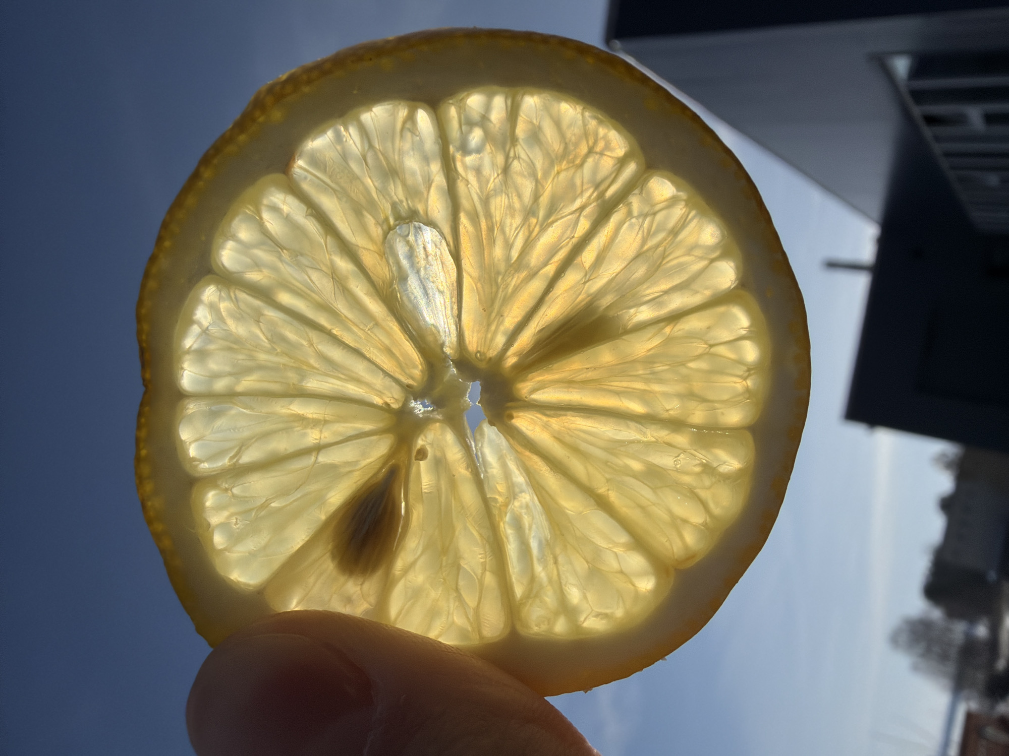 A close-up image depicts a translucent slice of lemon held against a backdrop of a bright blue sky and a blurred cityscape, likely in Chaikovsky, Russia. The slice is held by a hand, visible at the bottom. A dark seed and fibrous remnants are visible within the pulp. The surrounding environment shows a building with windows, and possibly trees. The scene is brightly lit, highlighting the lemon's texture.