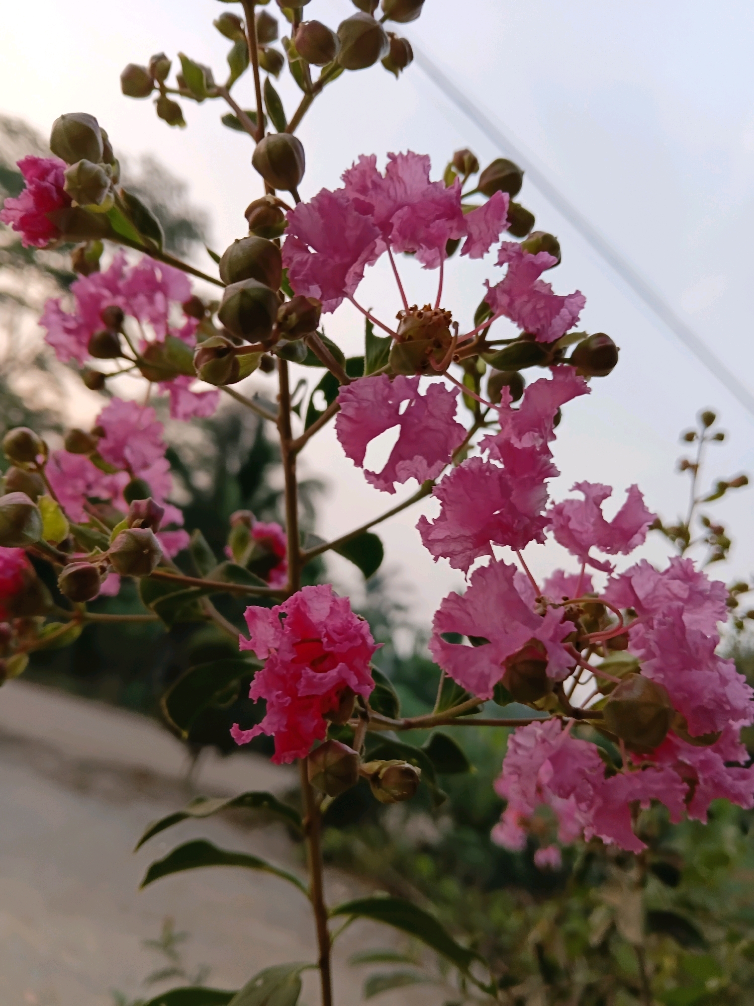 A close-up, eye-level, vertical, outdoor photograph shows several clusters of bright pink crepe myrtle flowers in bloom, along with numerous green flower buds. The flowers have delicate, ruffled petals. The branches of the plant are thin and brown, with some green leaves visible. The background is softly blurred, with hints of green foliage and a sandy or dirt road. The sky above is a pale, overcast gray. There is a faint, thin horizontal line, possibly a wire, in the upper right quadrant of the image. No people are present. The image appears to be taken in a residential or semi-rural area, potentially within the city of Margo Rukun, Indonesia, given the lush tropical vegetation and the presence of a dirt road.