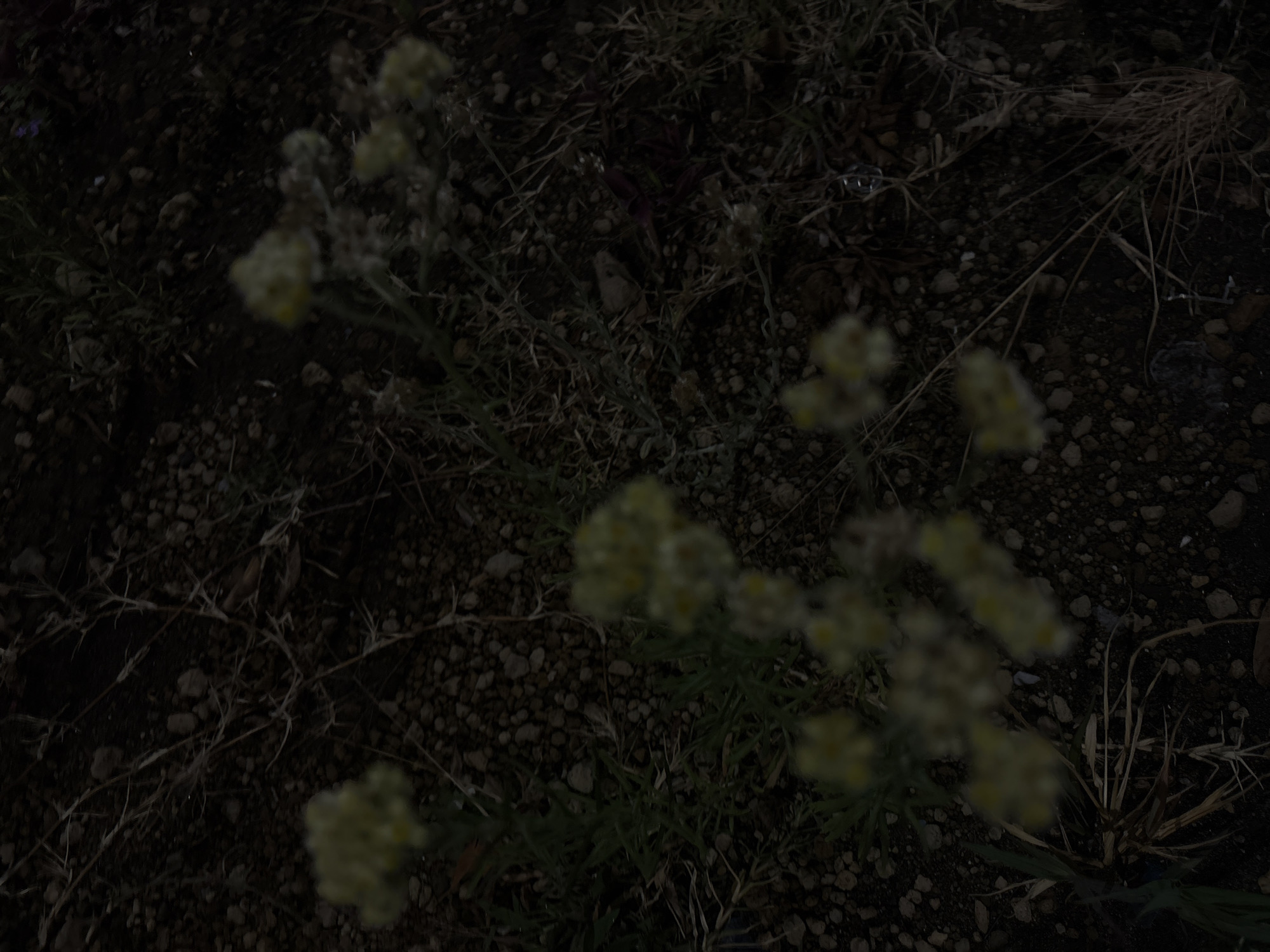 The image depicts a ground-level view of vegetation in an urban environment, possibly in Puebla, Mexico. The ground surface appears to be composed of dark soil and small rocks. Several clusters of light-colored, possibly yellow, flowers and green leaves are visible. Also present are dry, brown grasses and thin, bare branches. The lighting suggests it might be dusk or a heavily shadowed area. There are no people visible.