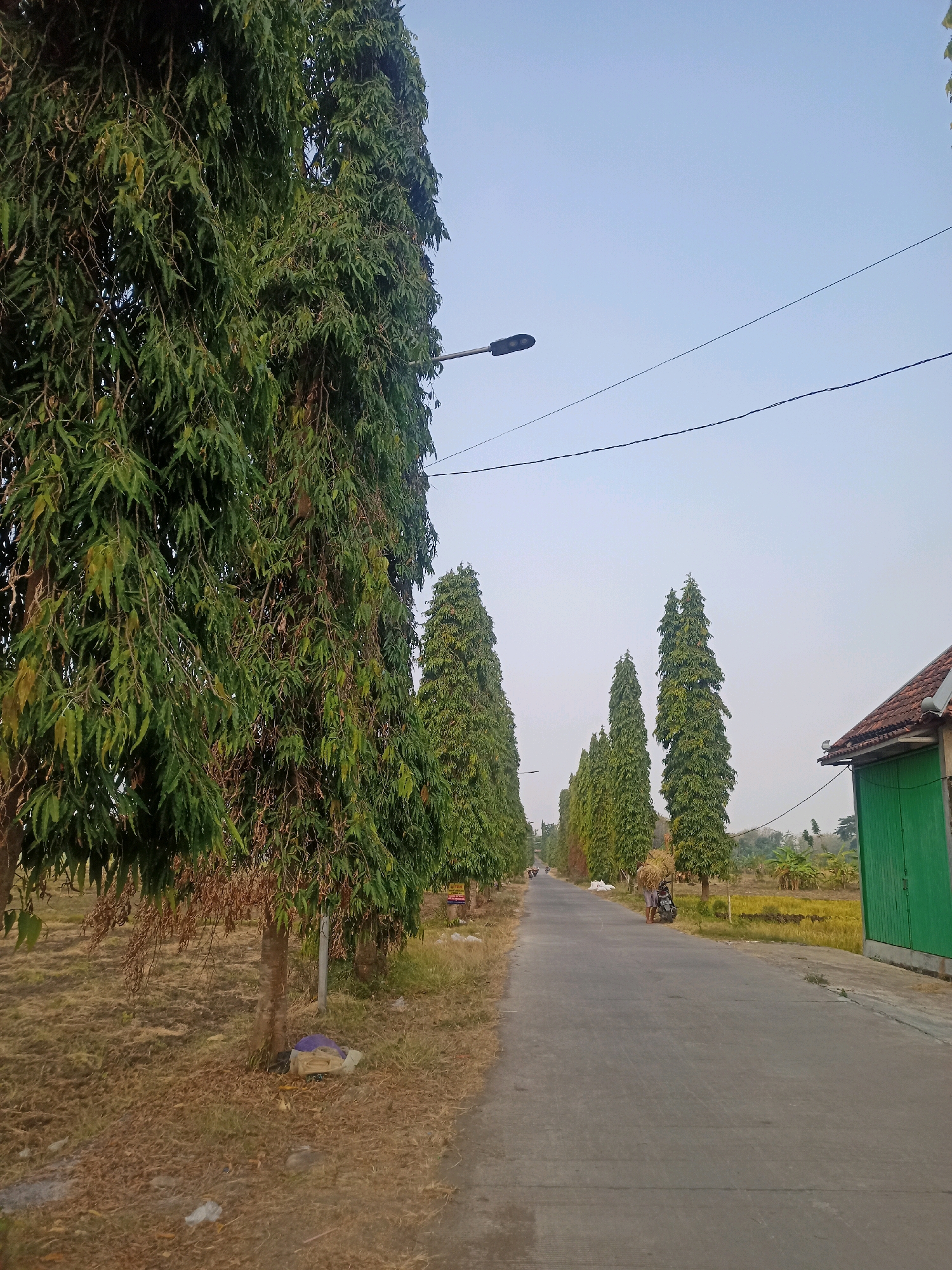 The image depicts a rural road lined with tall, slender trees in Sambiduwur, Indonesia. The road surface is asphalt and appears to be in good condition, with a slight curve disappearing into the distance. On the left side of the road, a row of these distinctive trees with dense, dark green foliage dominates the foreground. Some of the trees show signs of dry, brown leaves. The ground next to the trees is covered in dry grass and fallen leaves. A street lamp is visible on a pole on the left side of the road, and power lines stretch across the sky.
On the right side of the road, a building with a terracotta tiled roof and a bright green wall or door is visible. Beyond the building, a field, possibly a rice paddy, can be seen. In the distance, more of the tall trees form a line along the road, and other vegetation and distant hills are present.
In the middle ground of the image, a person on a motorcycle is stopped on the right side of the road, and the person is carrying a load of hay or straw on their back. Further down the road, a few other motorcycles are visible, suggesting some level of activity or transportation. The sky is a clear, pale blue with no visible clouds. The overall impression is of a tranquil, rural setting in Indonesia.
