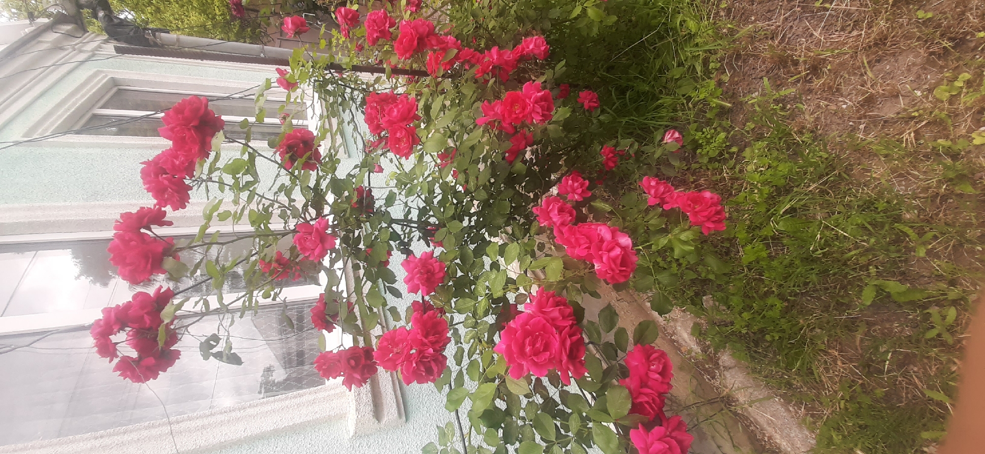 In Yessentukskaya, Russia, a vibrant cluster of red roses blooms against the pale blue wall of a building, adjacent to a window with white trim. The roses, some fully open and others in bud, are dense and full, their deep red petals contrasting with the lush green foliage. The building's wall appears weathered, with some peeling paint. A white, textured trim runs along the base of the window. The ground beneath the roses is covered in dry grass and patches of soil, suggesting a natural, perhaps slightly unkempt, garden setting. The overall impression is one of natural beauty thriving in a domestic environment.