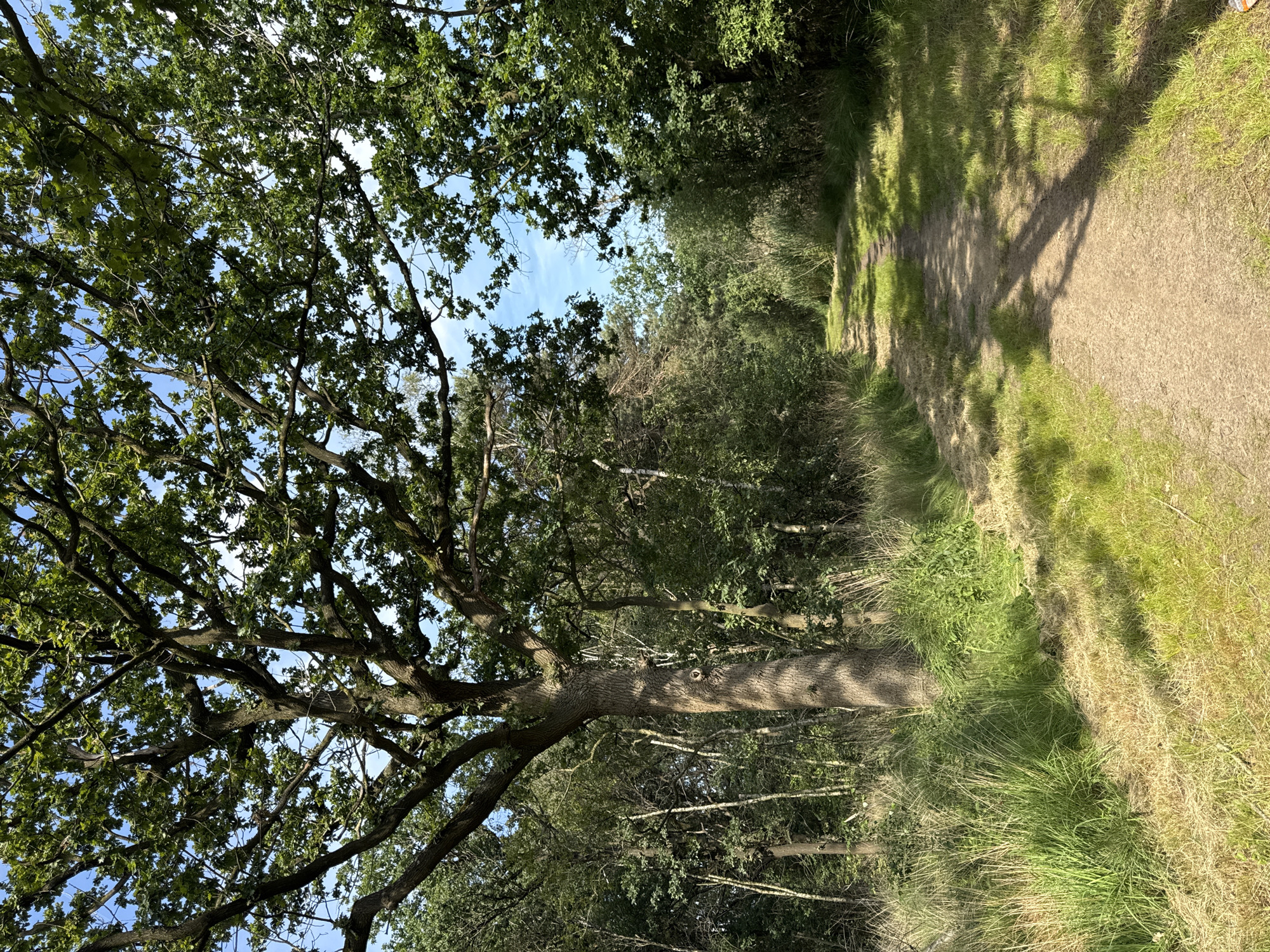 A dirt path winds through a sun-dappled forest on a clear day. Tall trees with lush green foliage form a canopy overhead, casting dappled shadows on the path and the surrounding grassy areas. The path appears to be well-trodden, suggesting it is a frequently used trail. The environment is verdant and natural, characteristic of a park or woodland area. No people or animals are visible in the image. This scene is located in the Turnhout region of Belgium, specifically in the "Groot Schietveld" nature reserve, a former military training ground now known for its diverse flora and fauna and its network of walking trails.