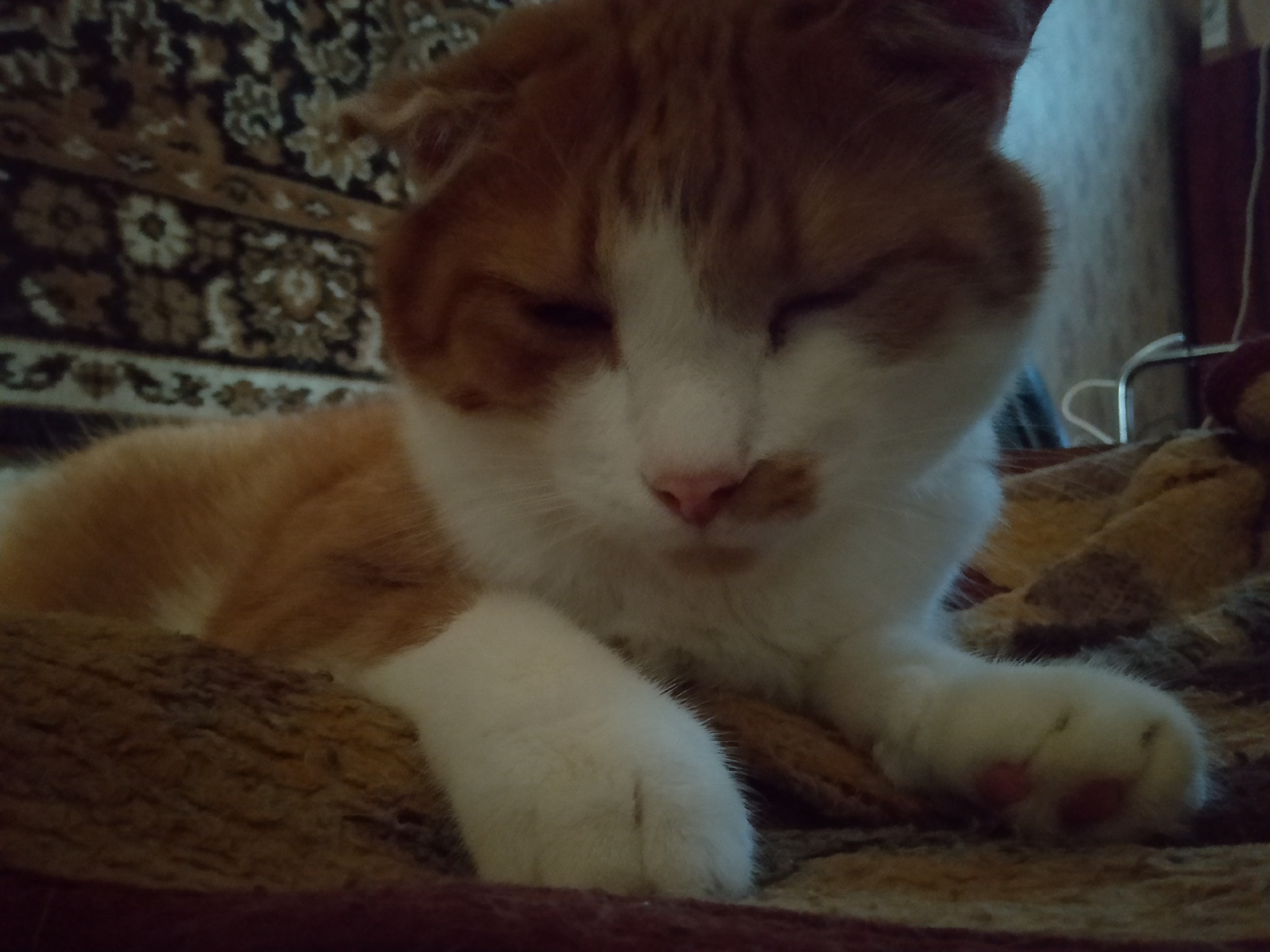 A close-up, low-angle shot shows an orange and white cat lying down on a textured blanket. The cat's eyes are closed, and its head is tilted slightly forward. Its front paws are visible, one resting on the blanket and the other tucked underneath. The background features a patterned rug. The image appears to be taken indoors, likely in a domestic setting. There is no identifiable information indicating the specific location in Kovrov, Russia.