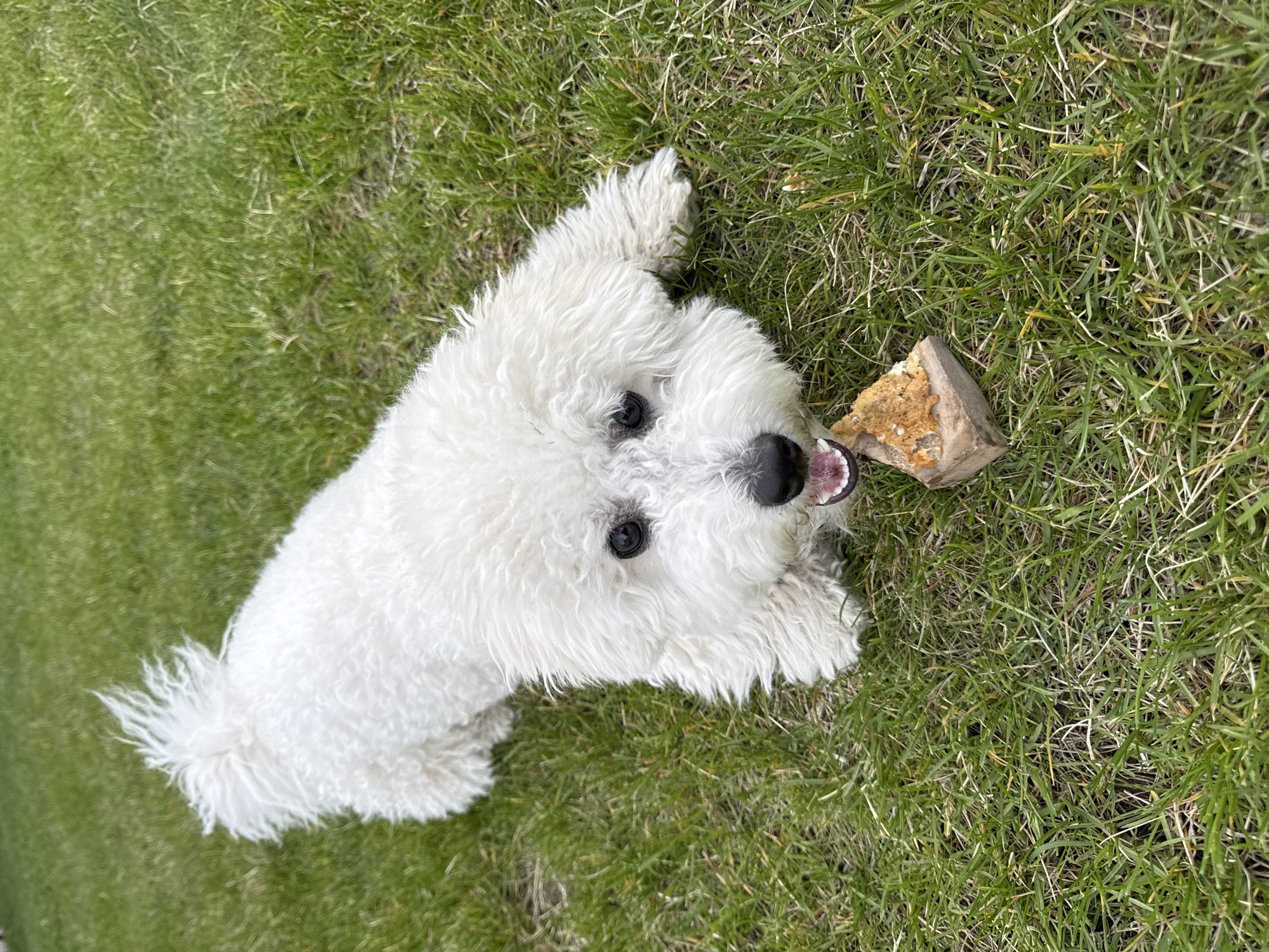 A white, fluffy dog lies on a green grassy lawn, appearing to chew on a rectangular object. The dog is facing upwards, its eyes visible. The scene appears to be outdoors.
It is not possible to determine the location in the city of Dzerzhinsk, Russia, based on the visual data provided.