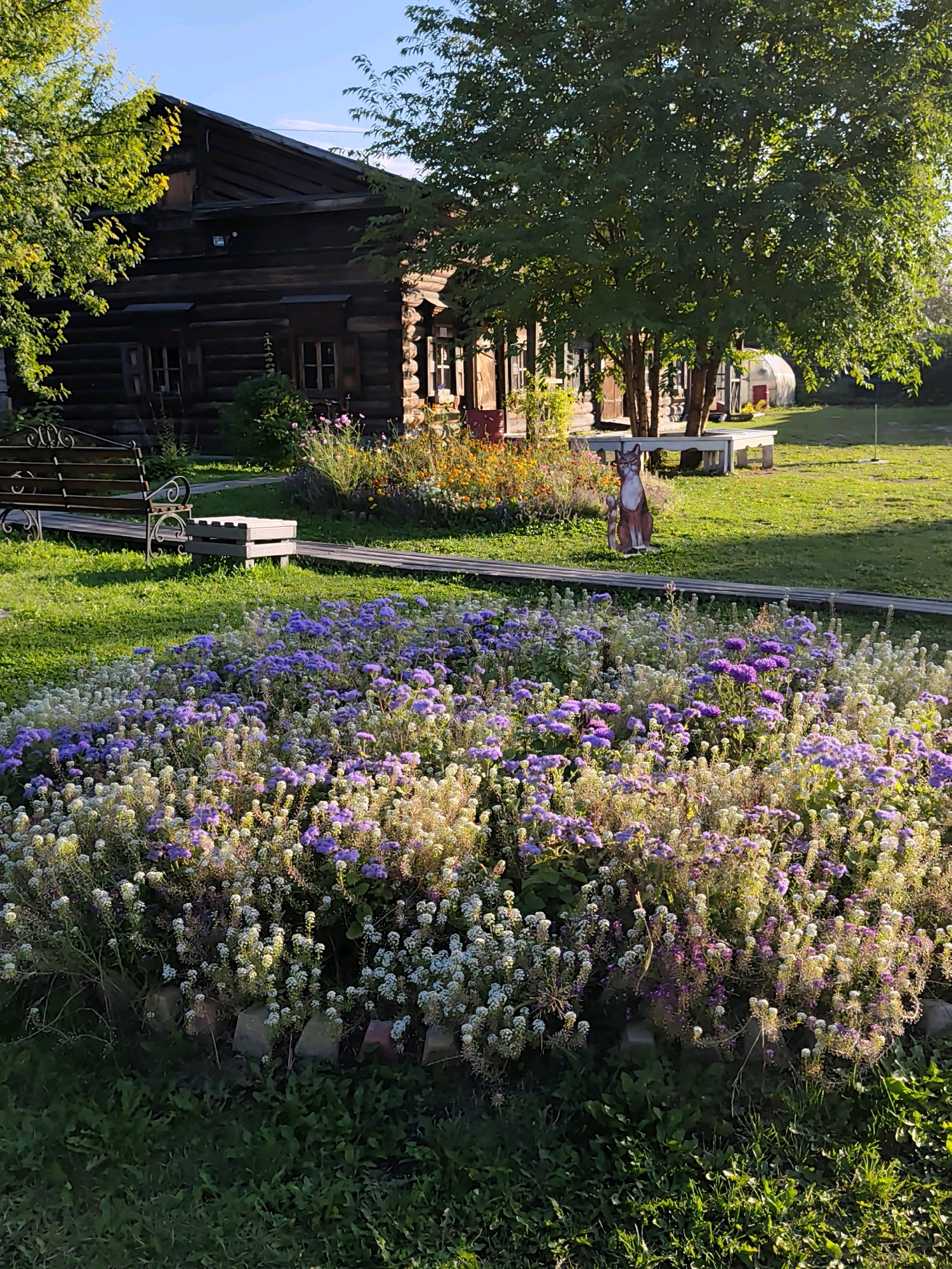 This is a vertical, eye-level, outdoor photograph taken on a sunny day in Irkutsk, Russia. The scene features a rustic wooden building, a flower garden, and a lawn.
The building, located in the background, is constructed from dark, horizontal logs. It has multiple windows with visible shutters and a dark roof. To the right of the building, a greenhouse with a white frame and clear covering is visible.
In the middle ground, a lush flower garden is in bloom. The garden is densely planted with a variety of flowers, primarily in shades of purple and white, with some yellow and orange flowers also present. A wooden walkway runs through the garden. A decorative cardboard cutout of a cat stands near the walkway. On the left side of the garden, there is a dark metal bench with ornate scrollwork and a wooden bench behind it.
The foreground is dominated by a vibrant green lawn. The lighting suggests the sun is low in the sky, casting long shadows and illuminating the flowers with a warm glow. The overall atmosphere is peaceful and bucolic.