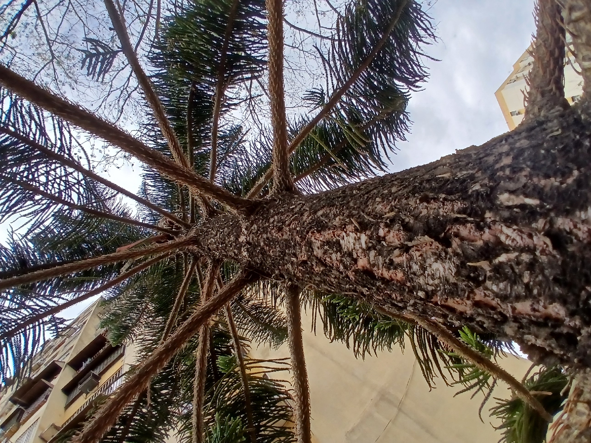 Looking up from ground level in Ciudad Guayana, Venezuela, the image focuses on the trunk and branches of a tall, mature tree. The rough bark of the trunk fills much of the right side of the frame. Numerous branches radiate outwards, covered in dense, dark green needles. Through the gaps in the branches, a building with light-colored walls and dark window frames is partially visible on the left. The sky is overcast with patches of white and gray clouds.