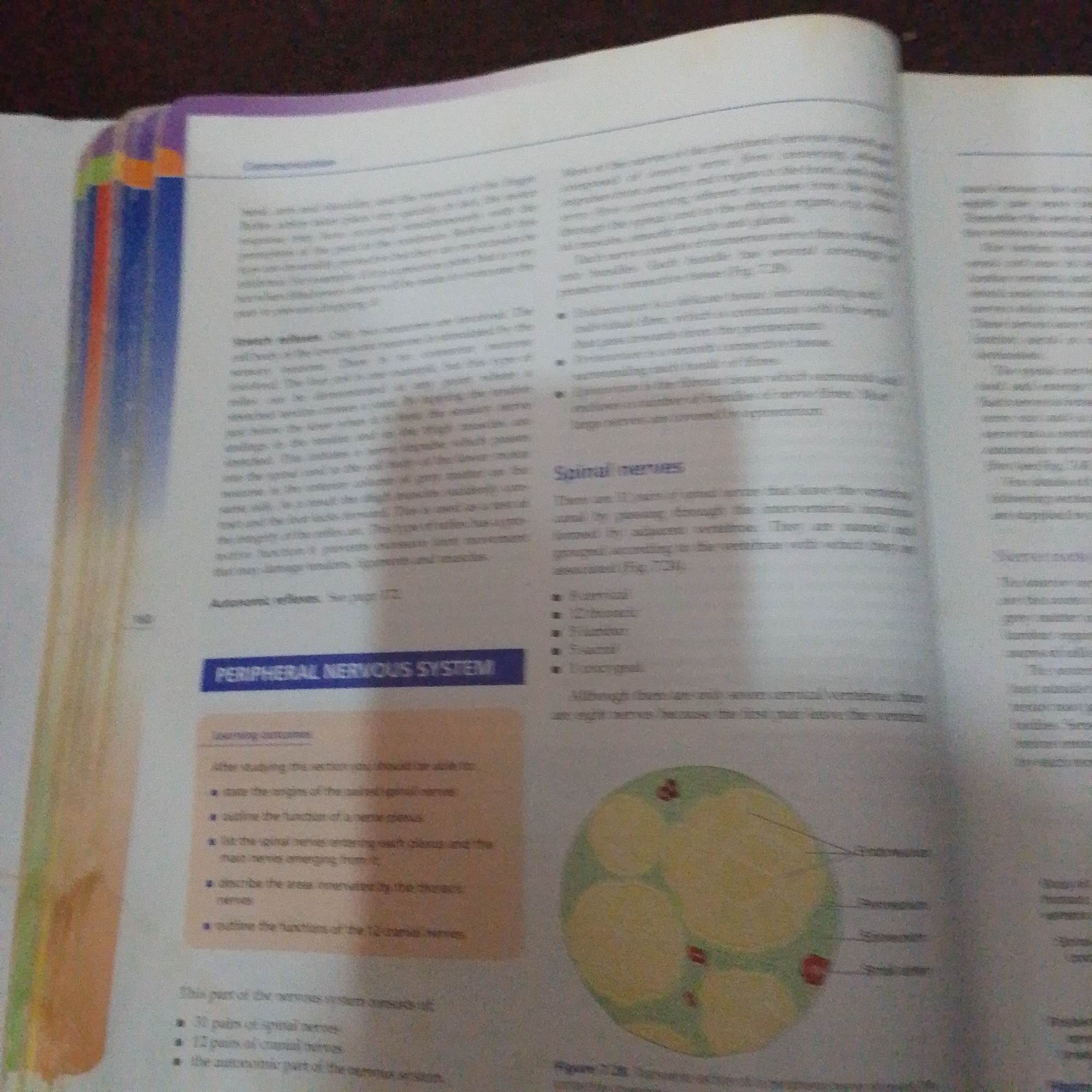 The image shows an open book. The left page displays text under the heading "Communication" and further down, "PERIPHERAL NERVOUS SYSTEM". A numbered list of learning outcomes is visible. The right page has text under the heading "Spinal nerves" and a diagram illustrating spinal nerves. The text is primarily in English, and there is no information about Jalingo, Nigeria, or any people in the image.
