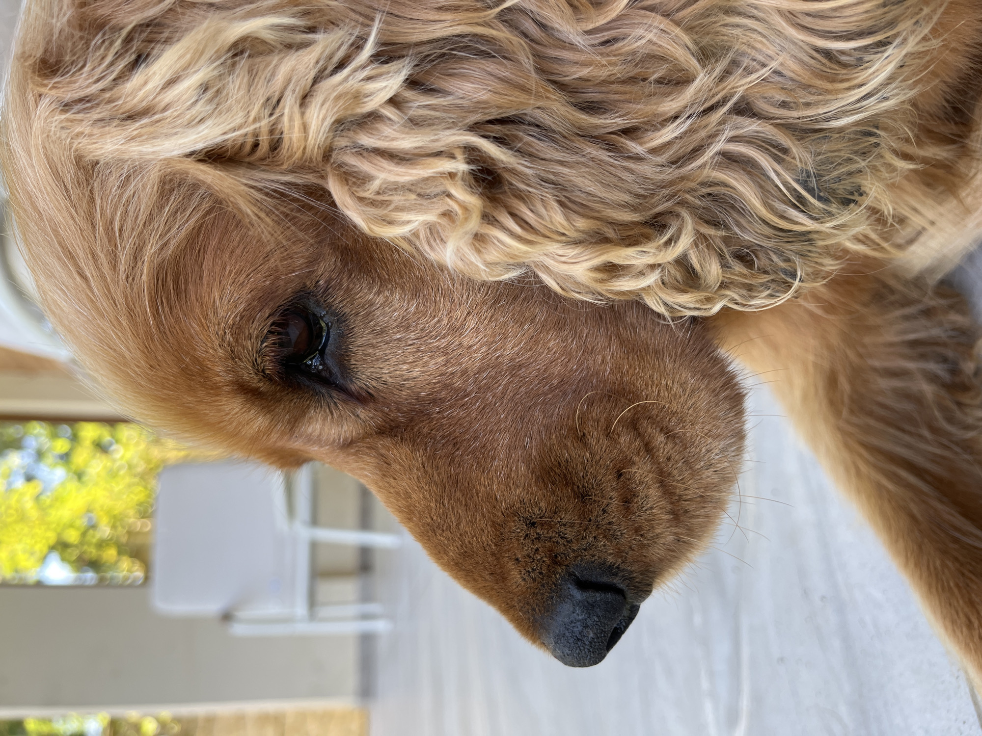 The image is a close-up, profile view of a golden-brown Cocker Spaniel. The dog's head is positioned on the left side of the frame, with its nose pointing towards the left. Its dark, wet nose is prominent, and its eye is visible, appearing dark brown and slightly moist. The dog's fur is a mix of golden and reddish-brown tones, with long, wavy hair around its ears and neck.
In the blurred background, on the left, is a white chair with a simple design, and behind that, a wall that appears to be part of a building. Further back and out of focus, green foliage and yellow light suggest an outdoor setting, possibly a patio or garden area, illuminated by sunlight. The ground in the foreground and mid-ground is a light-colored, smooth surface, possibly a tiled floor or polished concrete, which is also slightly out of focus.
The image does not contain any specific geographical markers or elements that would indicate its location within the city of Ureki, Georgia.