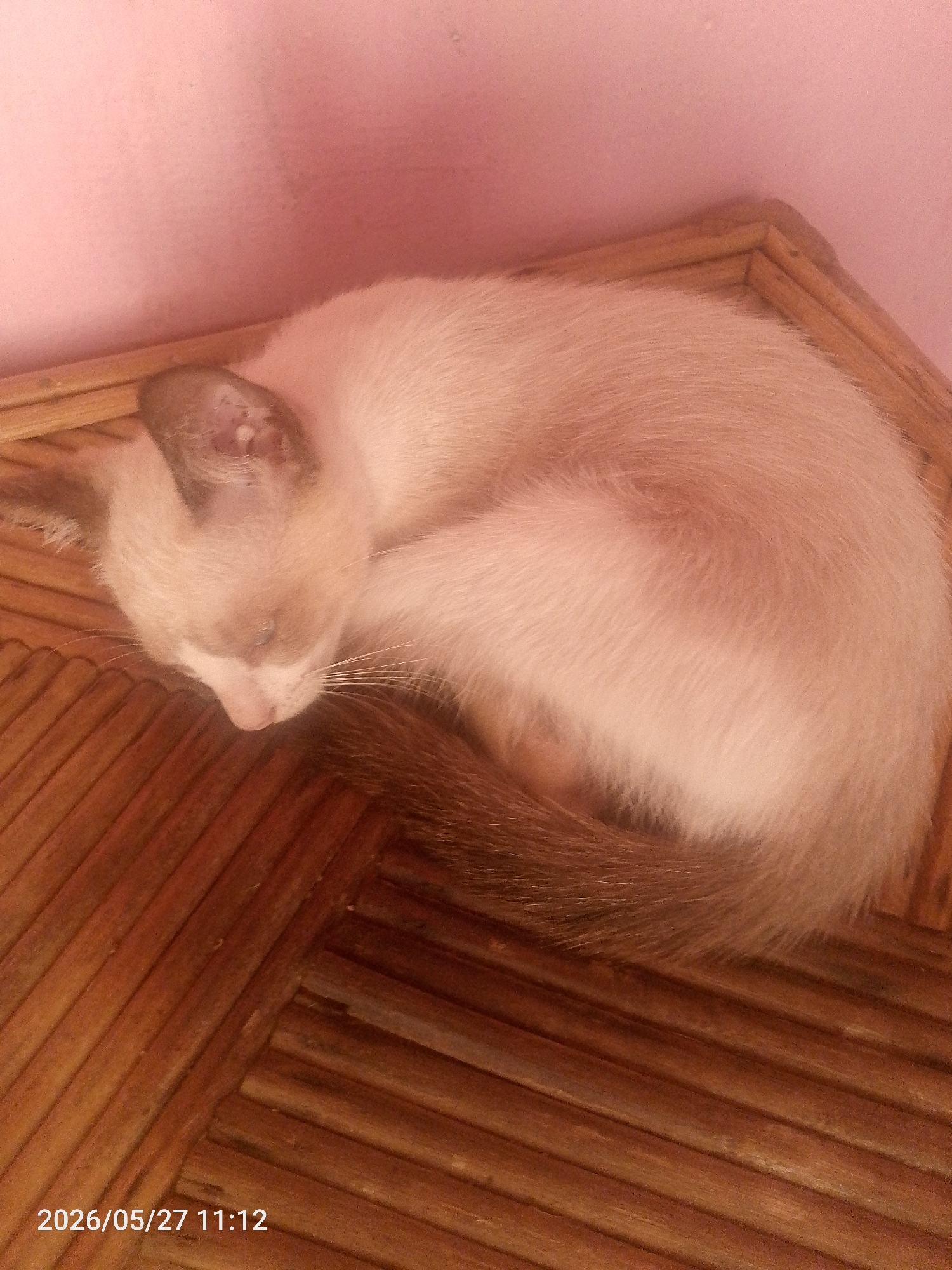 A light-colored cat with a dark tail is curled up asleep on a woven wooden surface, possibly a tray or small table. The background includes a light pink wall. The location, Juan Griego, Venezuela, is not visually confirmed in the image. The time stamp on the bottom left reads 2026/05/27 11:12.