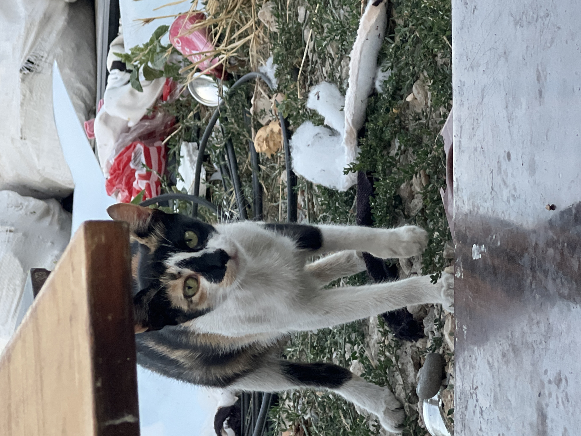 A calico cat with green eyes stands in the foreground, partially obscured by a wooden surface in the lower left corner. The cat faces the camera, its gaze directed forward. Behind the cat is a cluttered area with various objects including white bags, red and white striped plastic, wires, and dried vegetation. A pink can is visible among the debris. The ground is covered with green plants and scattered stones. The scene appears to be outdoors, possibly in a yard or an area with refuse.