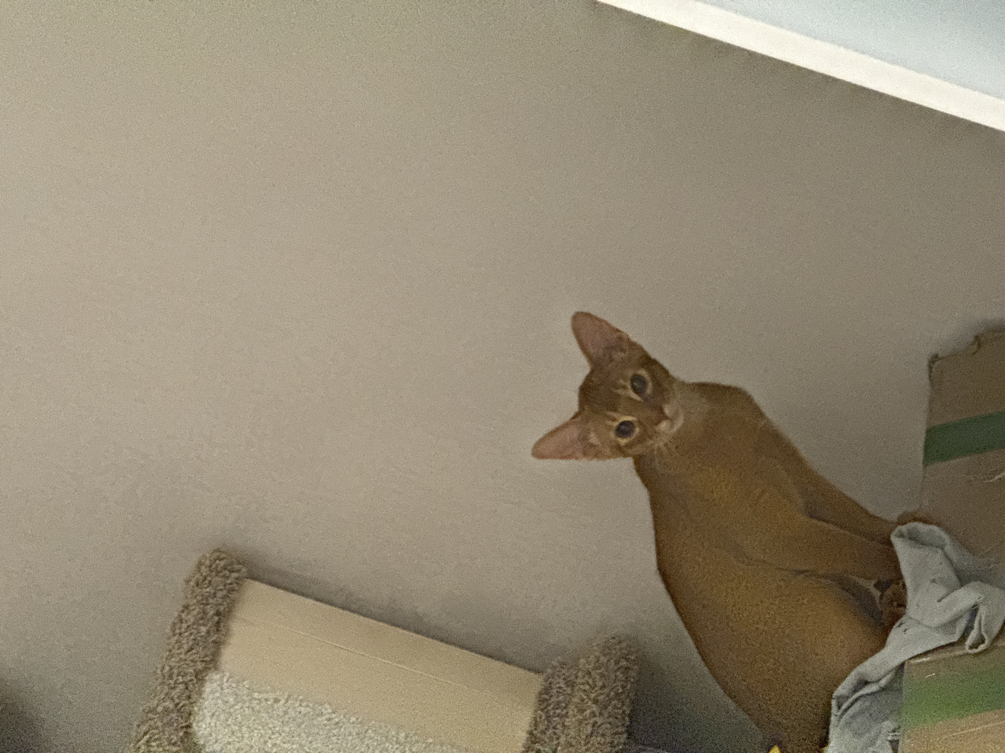 A ginger cat with large, dark eyes and alert ears is perched on a multi-level cat tree, looking down at the viewer with a curious expression. The cat is positioned on the upper level of the tree, with its body angled to the right and its head tilted. Part of the cat tree, covered in a textured, beige material, is visible in the lower left of the frame. To the right, a cardboard box with a green stripe is partially visible, with a crumpled gray cloth draped over it. The background consists of a plain, light-colored wall, suggesting an indoor setting. The lighting is soft, possibly indicating indoor lighting or overcast conditions. The image appears to be a candid shot, capturing the cat's playful or inquisitive nature. There is no visible text in the image. The overall impression is one of a domestic scene with a focus on the feline subject.