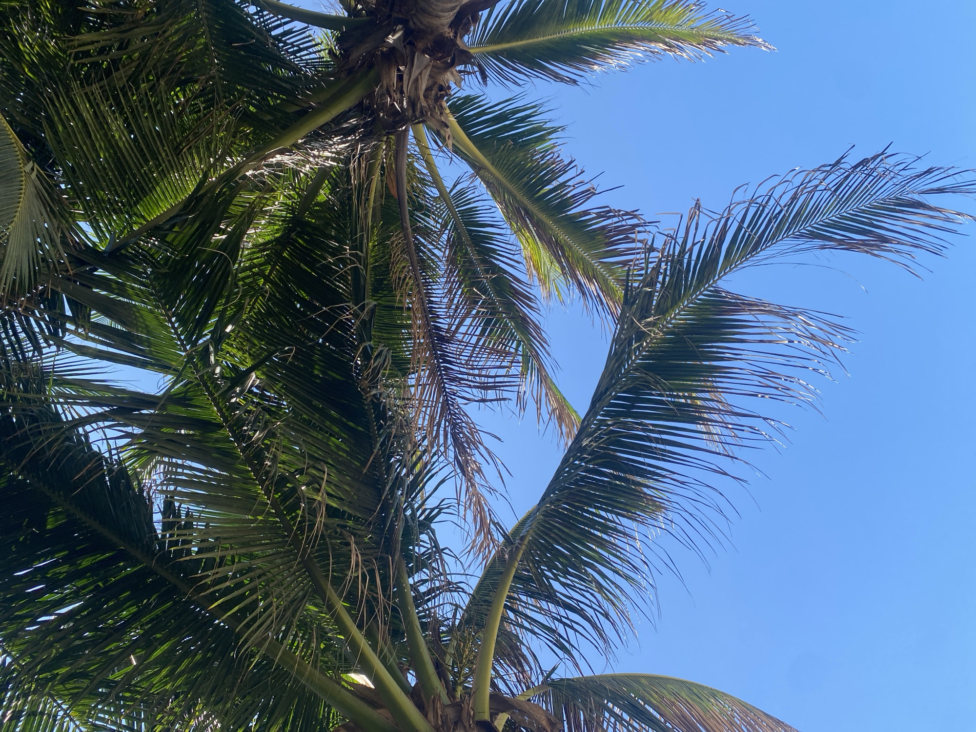 The image shows a low-angle view of palm trees against a clear blue sky. The fronds of two palm trees are visible, with one on the left and another on the right, framing the sky in the center. The leaves are lush and green, with some appearing slightly dry or brown at the tips. The sky is a vibrant, uniform blue, suggesting a sunny day. The overall scene evokes a tropical or subtropical environment.