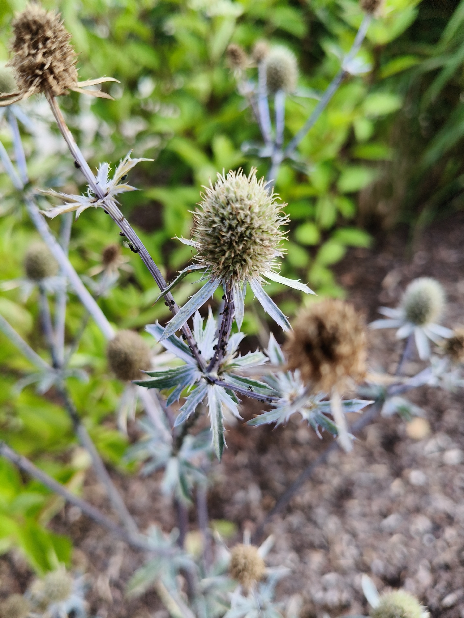 The image is a close-up, high-angle shot of a plant with spiky, blue-green leaves and spherical seed heads. The plant is set against a blurred background of green foliage and brown soil. Several ants are visible crawling on the plant's stem and leaves. The plant appears to be in a garden or natural setting, likely outdoors. The specific location in Jūrmala, Latvia, cannot be determined from the visual information alone.