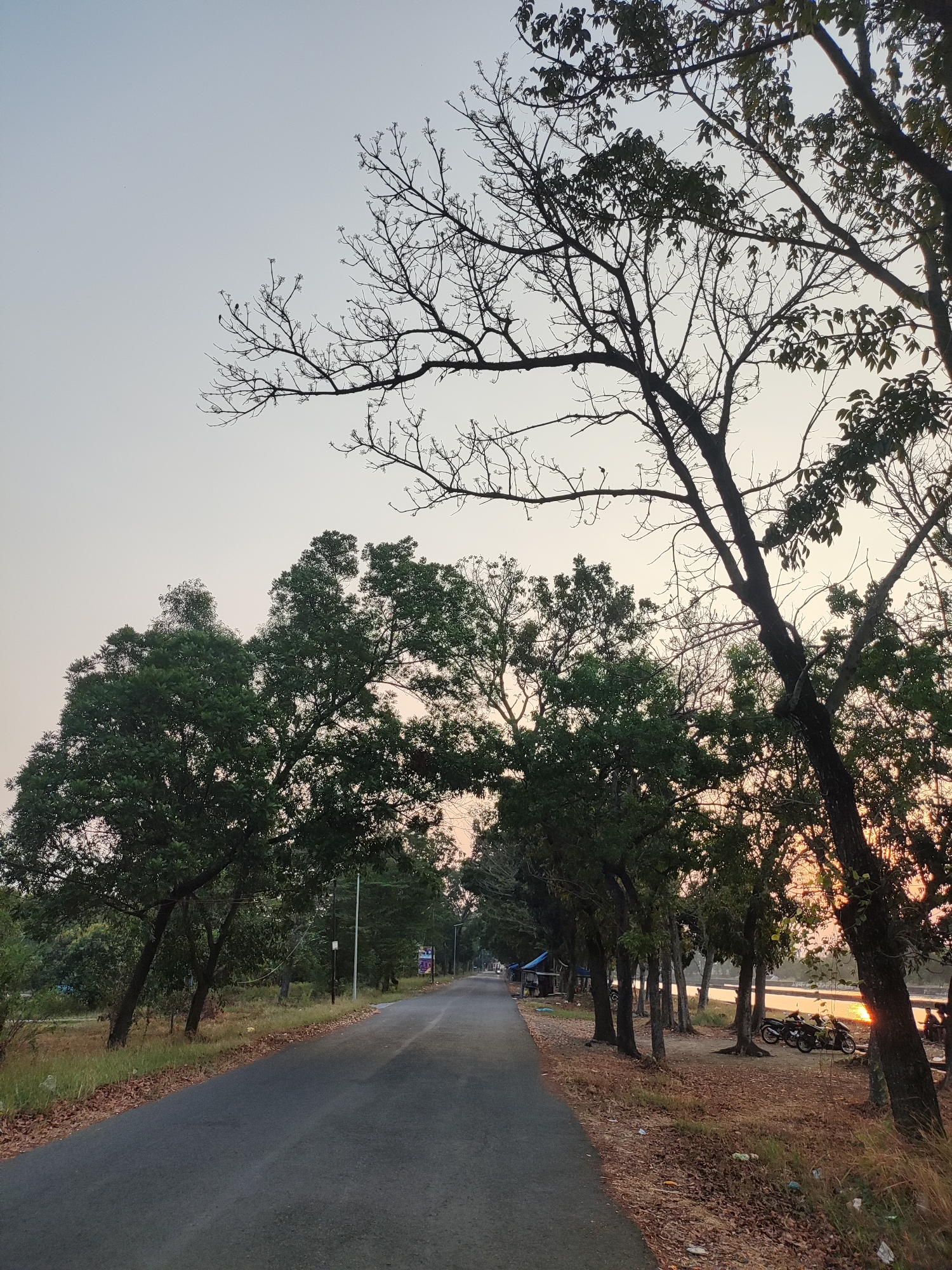 This image depicts a road lined with trees on either side, with a body of water visible in the background. The time of day appears to be late afternoon or early evening, as indicated by the warm, soft lighting and the sun glinting off the water.
On the right side of the road, several motorcycles are parked under the shade of trees. There are also some small structures or stalls, possibly for vendors, along the roadside in the distance. The trees vary in foliage, with some appearing full and green, while others are bare, showing their intricate branch structures against the sky.
The road itself is paved and curves gently into the distance. The surrounding environment appears to be a mix of natural vegetation and some man-made elements, suggesting it could be a scenic route or park area within or near Panongan, Indonesia. The sky is a pale, clear color, with no visible clouds. The overall atmosphere is peaceful and serene.