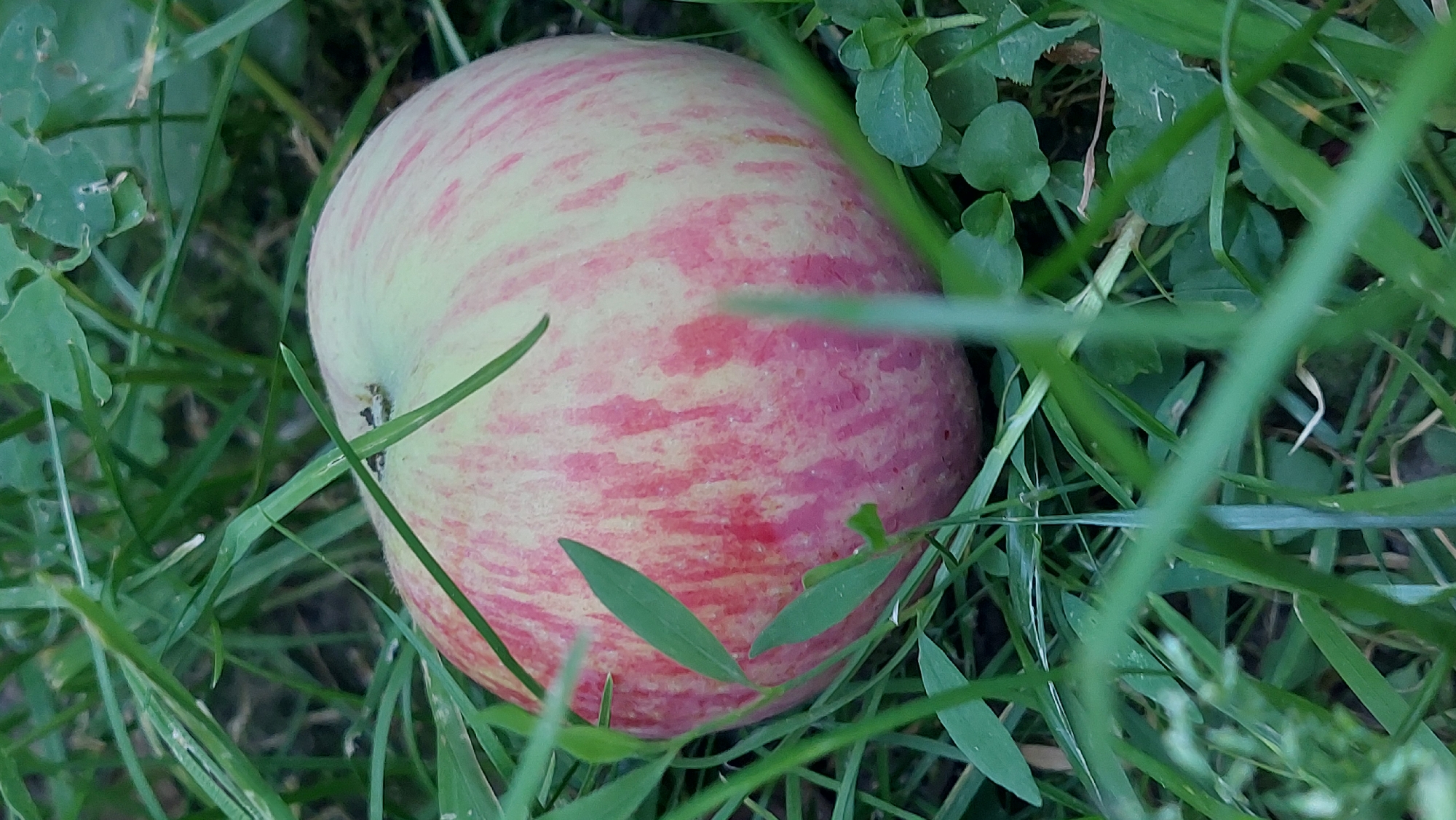 A single, ripe apple with streaks of red and yellow is resting on the grass in Kozarovychi, Ukraine. Blades of green grass and some clover are surrounding the apple, partially obscuring it from view. The lighting suggests it is daytime, possibly late afternoon due to the soft shadows. The scene is peaceful and natural, with no human presence visible.