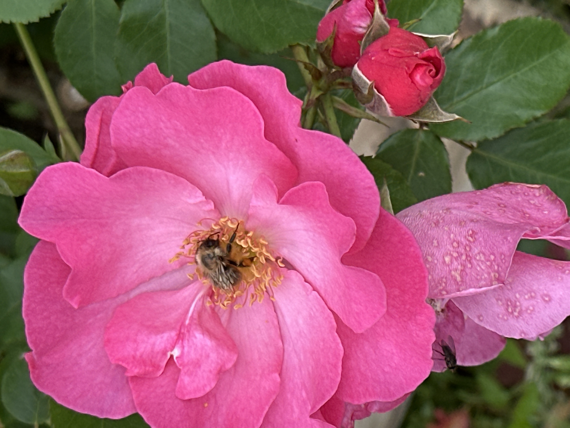 A close-up, eye-level, outdoor shot features a vibrant pink rose in full bloom, its petals slightly unfurling. A bee is actively engaged in pollinating the flower, its body nestled amongst the yellow stamens in the center of the bloom. To the right of the main rose, two small, unopened pink rosebuds are visible, their tips a deeper shade of red. The background is a blur of green leaves and hints of other foliage, suggesting a garden setting. A fly is perched on a drooping, faded pink petal in the lower left quadrant of the image. The scene is devoid of human presence or any indication of a specific urban location like Novogorbovo, Russia.