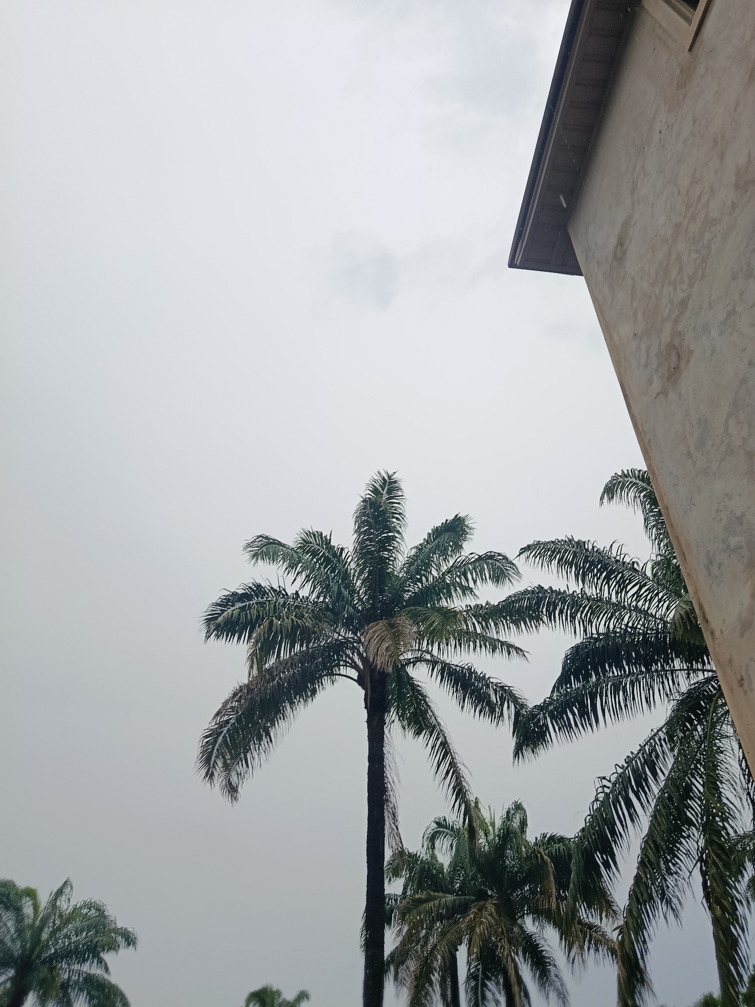 A low-angle outdoor shot shows several palm trees against a pale, overcast sky. To the right of the frame, the textured, light brown wall of a building is visible, with a dark brown roof overhang. Tiny white specks, possibly rain, are scattered across the image. The palm trees, with their long, thin fronds, are varied in height and density, with some appearing closer to the viewer than others. The overall atmosphere is subdued and slightly hazy. This scene was captured in Ukpor, Nigeria.