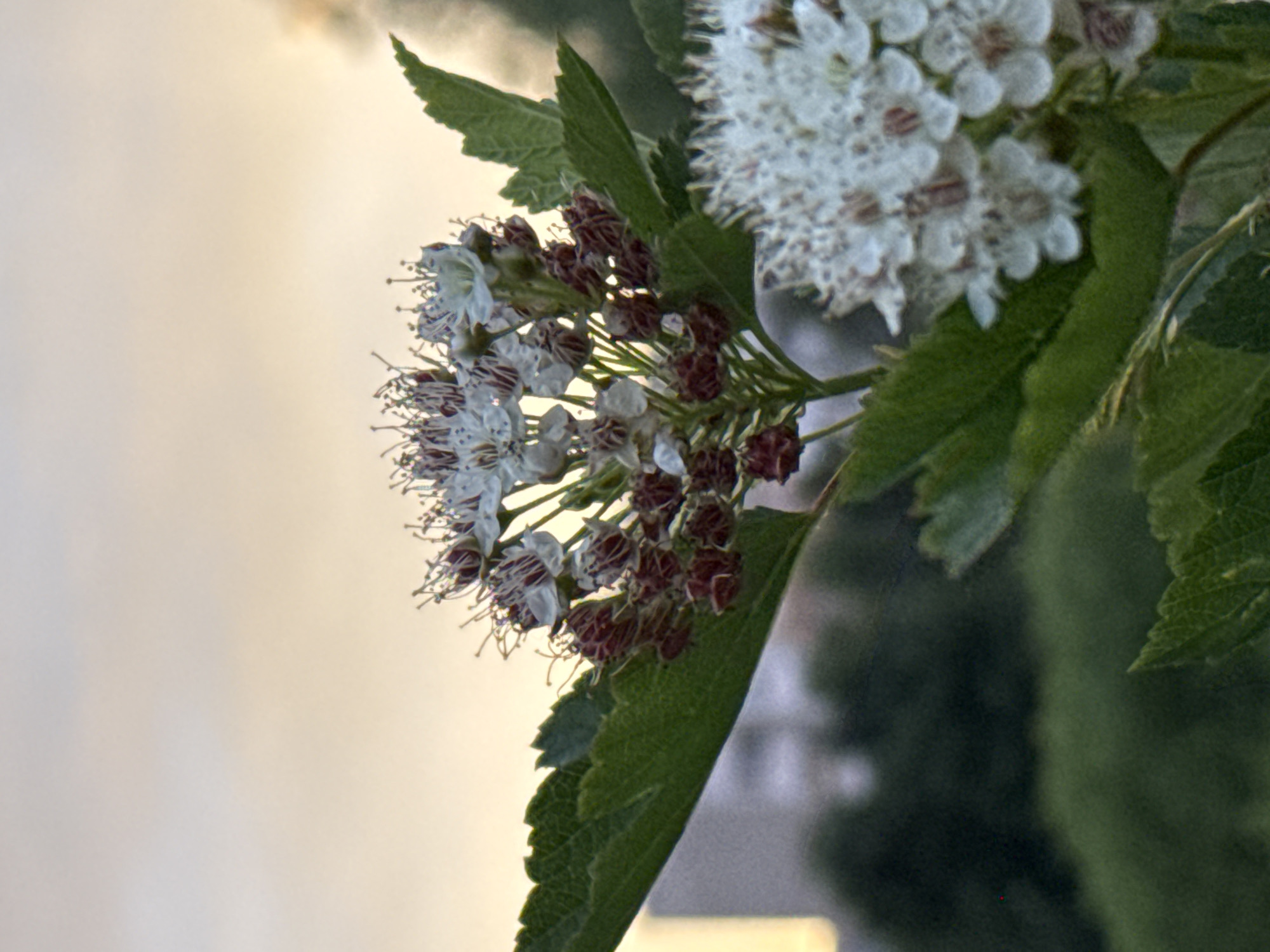 The image is a close-up shot of white and dark red flowers with green leaves against a softly blurred background. The sky appears overcast and pale yellow, suggesting it might be dawn or dusk. In the distance, a faint outline of buildings can be seen, possibly indicating an urban setting. The focus is on the intricate details of the flower clusters, with some flowers in full bloom and others in bud. The overall impression is one of natural beauty within an indistinct urban environment.