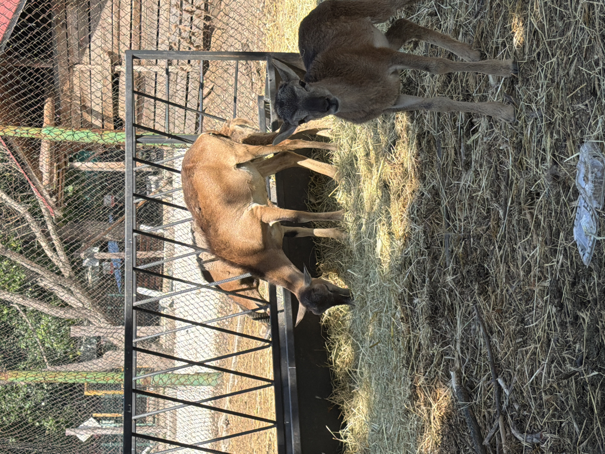 The image was taken at the Pazardzhik Zoo in Pazardzhik, Bulgaria. The scene depicts two mouflons in an enclosure. In the foreground, a young mouflon stands facing the camera, its dark face and large ears prominent. Its coat is a muted brown. Behind it, and slightly to the left, an adult mouflon is bent over a feeder, eating hay. The enclosure has a dirt floor covered with hay and scattered branches. A metal feeder with diagonal bars is visible, filled with hay. A chain-link fence encloses the area, with trees and a wooden structure partially visible beyond it. Sunlight casts shadows across the ground.