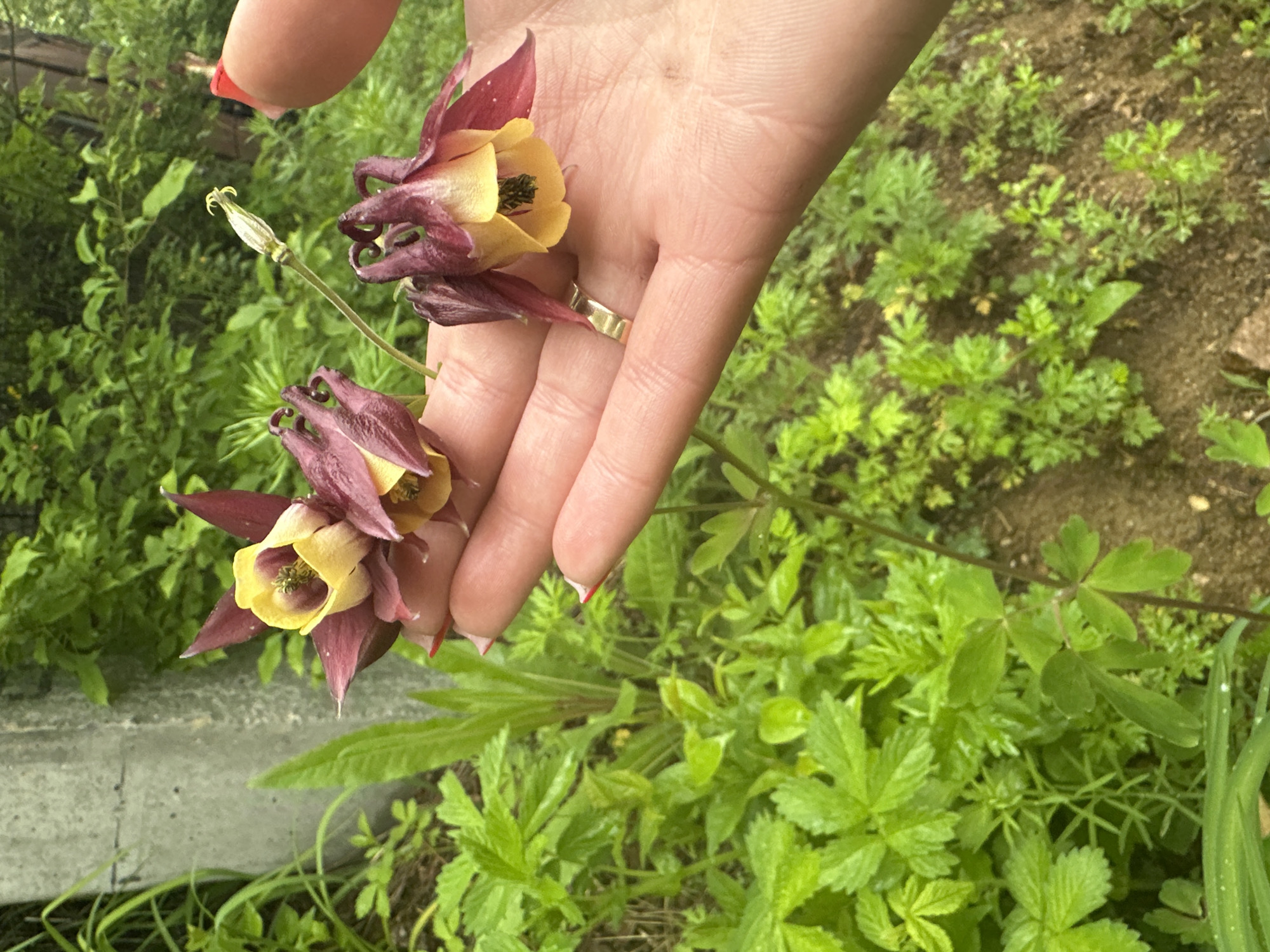 A fair-skinned human hand, with red nail polish visible on the fingertips and a plain gold-colored band ring on the ring finger, is centrally positioned, holding three Aquilegia (Columbine) flowers. The flowers are characterized by their bicolored structure, presenting deep reddish-purple outer sepals and petals, and an inner pale yellow, bell-shaped corolla containing visible stamens. An additional elongated stem with an unopened bud extends from the flowers. The immediate background is filled with dense, vibrant green foliage of diverse plant species, with visible patches of dark brown soil. A light gray, textured concrete structure is partially visible in the upper left background. The scene takes place outdoors in the city of Bira, Russia, under natural, diffused lighting.