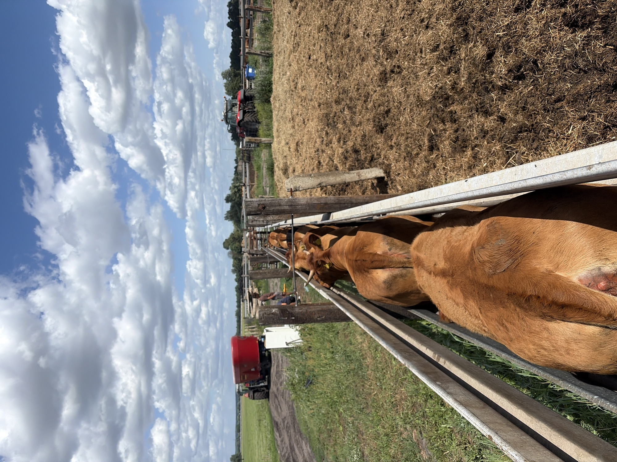A herd of brown cattle are in a wooden pen, with a person standing near the entrance of the pen. In the background, a red tractor with a trailer is visible on a dirt path. Another tractor is parked in a field. The scene appears to be a farm in the city of Witnica, Poland. The sky is blue with white clouds. The ground is covered in grass and hay.