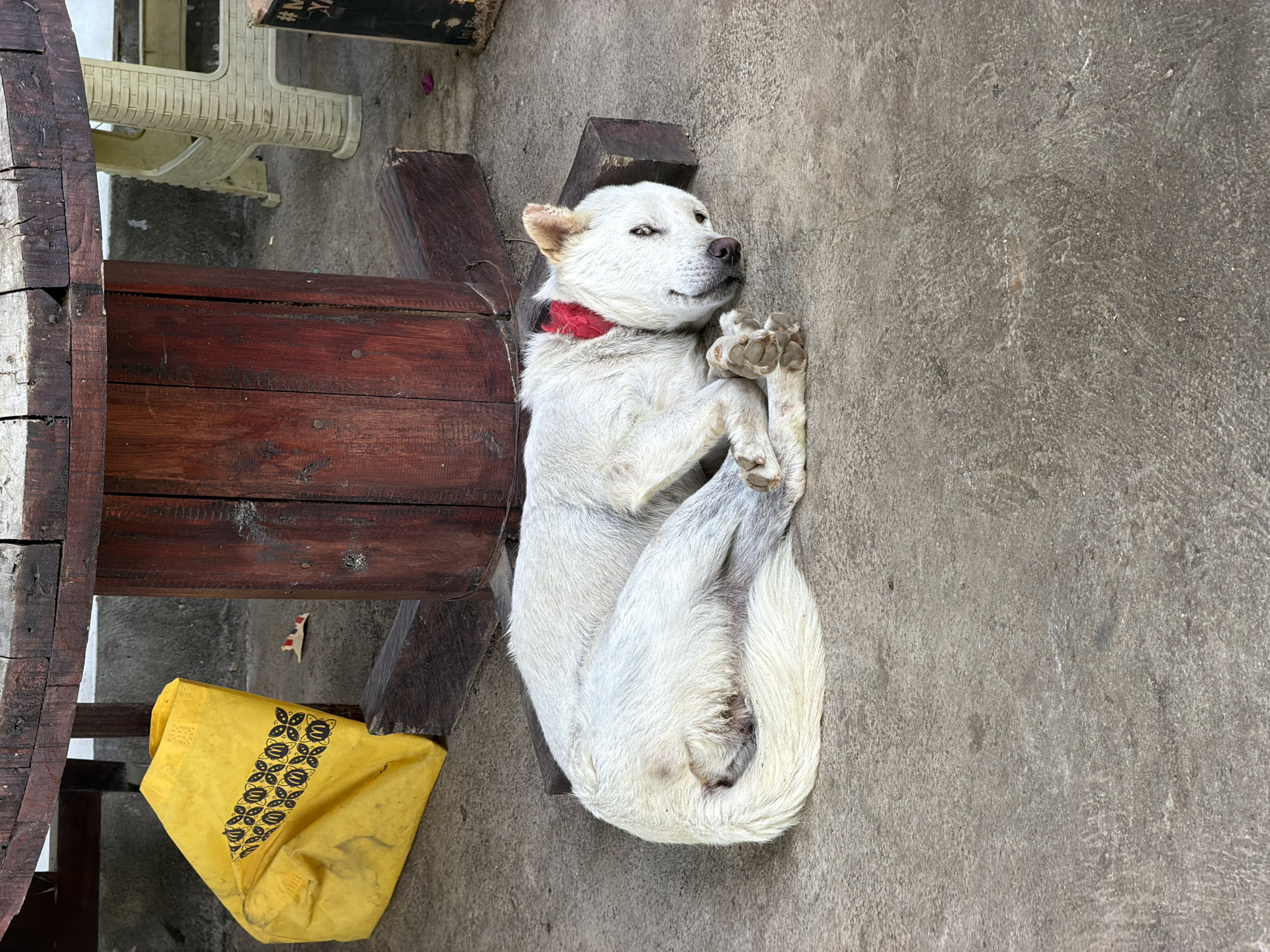 In Selemadeg Timur, Indonesia, a white dog with a red collar is sleeping on a concrete surface. The dog is lying on its side, curled up, with its head resting on a wooden block. To the left of the dog, a yellow bag with a black patterned design is placed near the base of a large wooden table. The table is supported by thick wooden posts. In the background, a beige plastic chair is visible, along with a darker object that may be a trash bin. The ground is made of concrete, and there are some small debris scattered around.