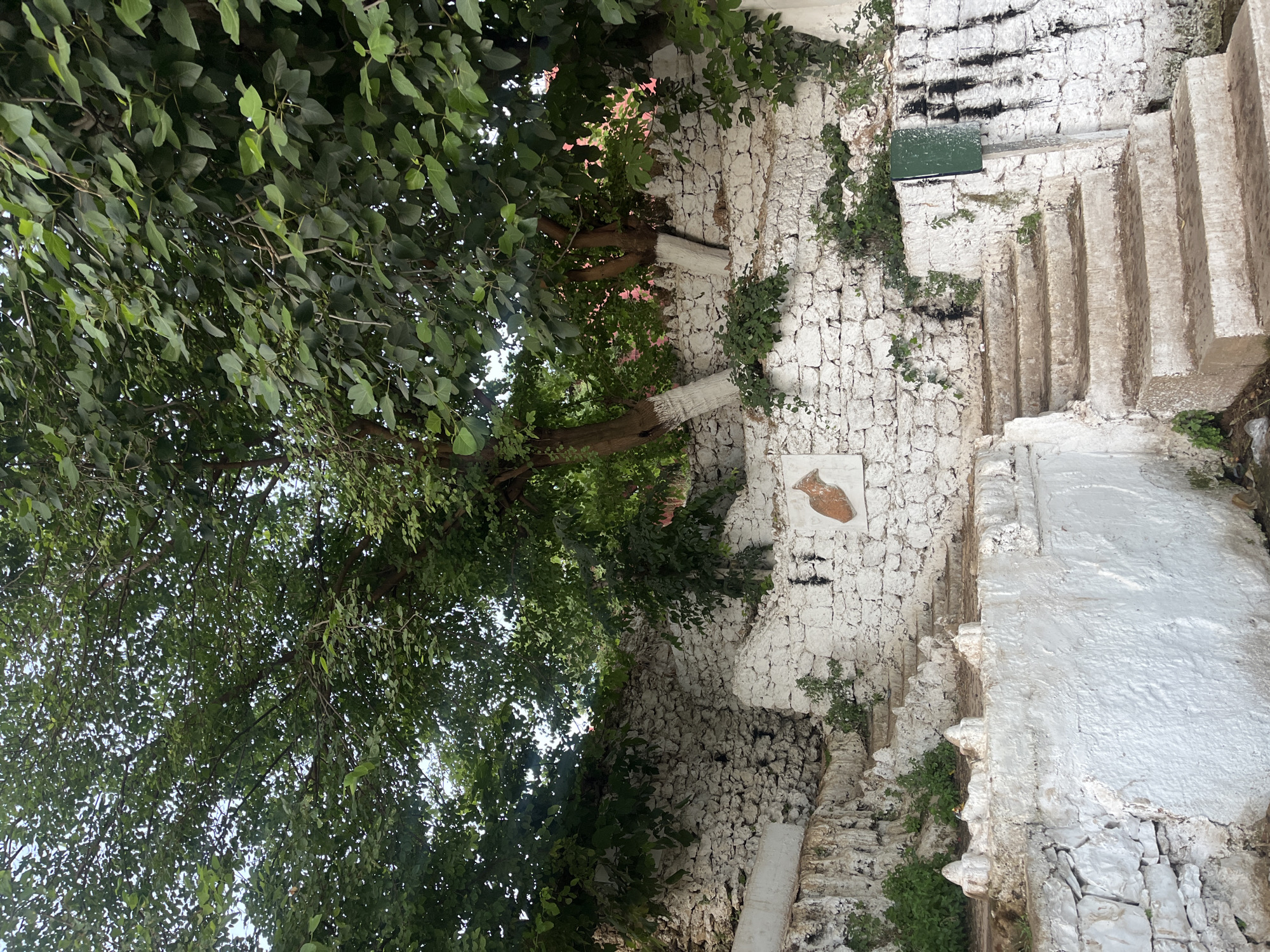 This image depicts a tiered outdoor stairway ascending alongside a whitewashed stone wall, common in the city of El Hajeb, Morocco. Lush green trees with dense foliage overhang the scene from above, their branches casting shadows. The stone wall is rough-hewn and appears old, with some sections painted white. Along the wall, a small, reddish-brown decorative relief of a pitcher or vase is visible. The stairway itself is made of concrete, with worn steps indicating frequent use. Small green plants and some weeds are growing in the crevices of the wall and at the base of the stairs. A green rectangular sign is mounted on a post near the top of the stairs. The overall impression is of an old, possibly historical, outdoor space that is still in use, integrated with the natural environment of trees and vegetation.