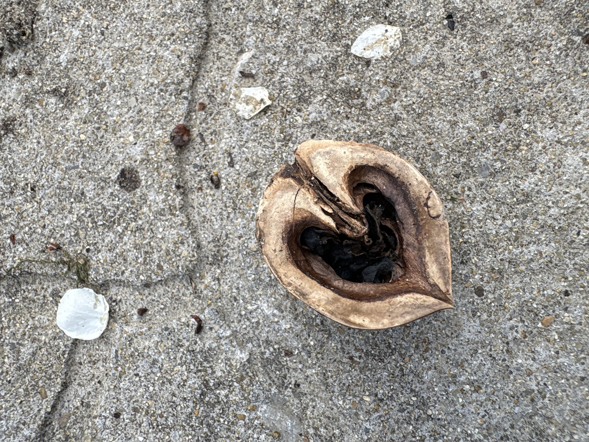 The image shows a section of cracked, gray concrete, possibly a sidewalk or patio. A half-eaten nut lies on the surface; it resembles a heart and is brown with dark material visible inside. Several smaller, white fragments, possibly shell pieces, are scattered nearby. There are also a few small, dark specks, possibly seeds or debris. The setting appears to be outdoors. There is no evidence of the location being Gorna Oryahovitsa, Bulgaria.