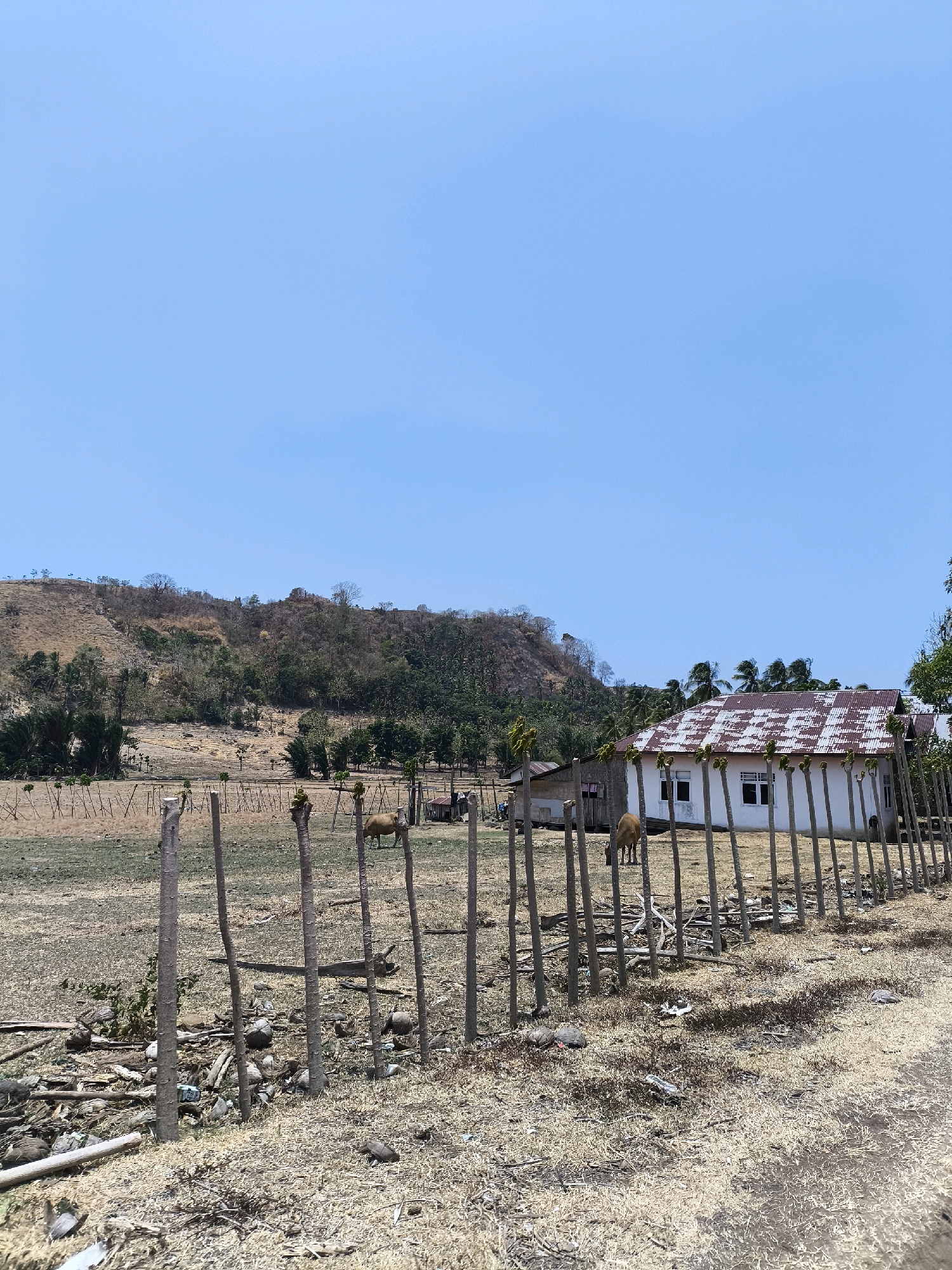 An eye-level, full shot captures a rural scene under a clear blue sky. In the foreground, a rustic wooden fence made of thin, uneven poles separates the viewer from a dry, brown field scattered with debris. Beyond the fence, a light brown cow grazes in the parched grass. Further back, a simple white building with a corrugated metal roof stands next to a smaller, darker structure. A gently sloping, dry hillside dotted with sparse trees and vegetation forms the backdrop, leading to a range of distant, hazy hills. The overall impression is one of a sun-baked, arid landscape in a remote, possibly Indonesian, village setting.