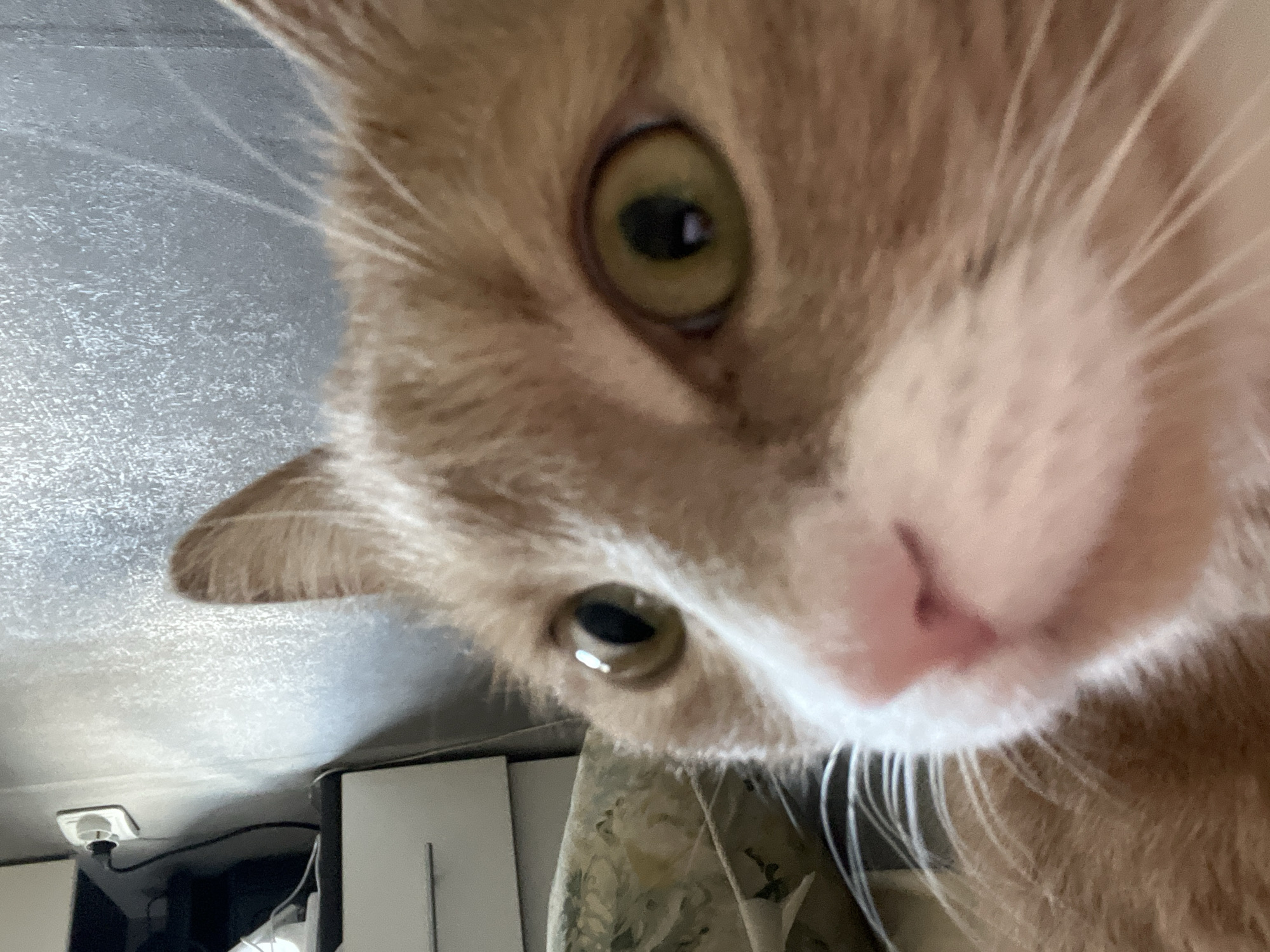 The image is a close-up, low-angle shot of an orange and white cat's face. The cat is positioned in the foreground, with its right eye and nose prominently featured. The cat's fur is a mixture of orange and white. The background is blurred and appears to be an indoor setting, with a textured, light-colored wall and a glimpse of a white dresser or cabinet on the left side. There is also a white electrical outlet and a black cord visible on the wall. The image does not contain enough information to determine its location in Yekaterinburg, Russia.