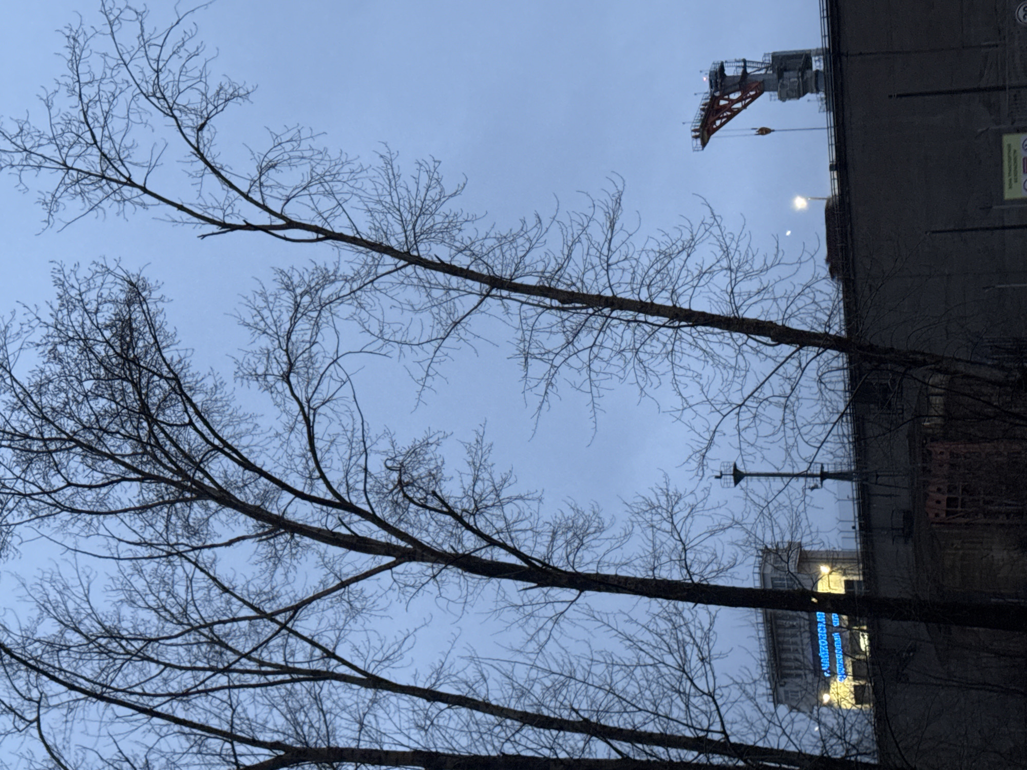 The image shows a view upwards through bare tree branches against a twilight sky. A crane is visible atop a tall, dark building. Another building is seen in the lower right, with blue neon lettering in Russian script. The location is likely Chaikovsky, Russia, based on the lettering. The general environment appears urban and possibly industrial, due to the presence of construction equipment.