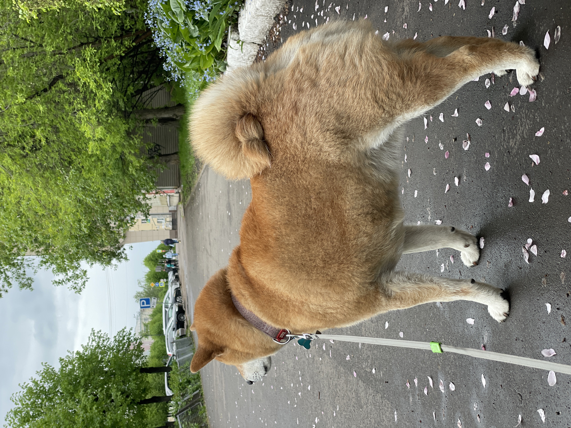 A medium-sized, light brown Akita dog is standing on a gray asphalt sidewalk covered with scattered pink flower petals. The dog is facing left, with its tail curled over its back. It is wearing a gray collar with a blue tag. A white leash is attached to the collar and leads off-frame to the right. The sidewalk is adjacent to a curb with blue flowers and green foliage. In the background, on the other side of the street, are parked cars, trees, and a building under a gray sky. The scene is located in Zheleznogorsk, Russia.