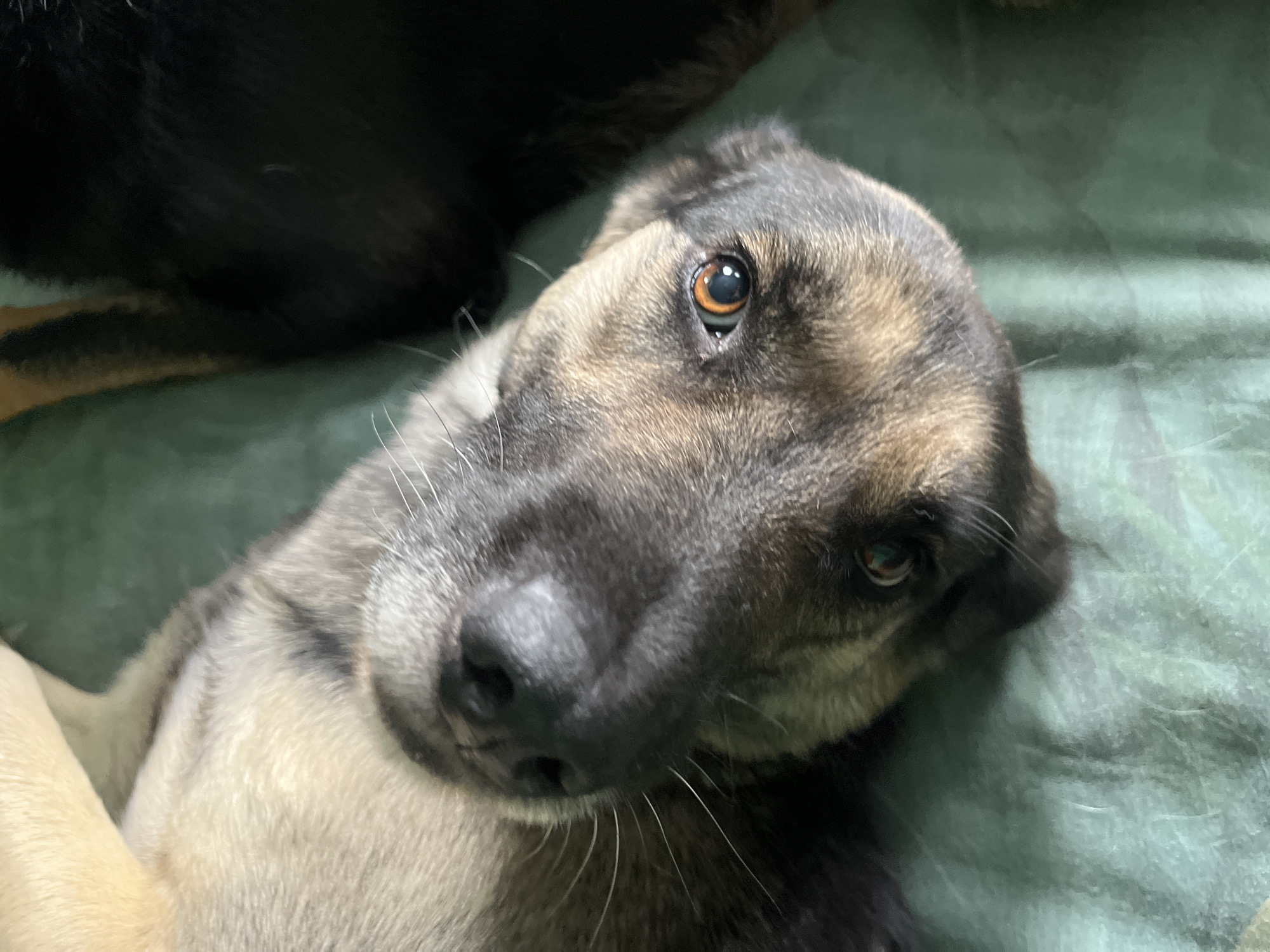 A close-up, slightly tilted, eye-level, outdoor photograph shows a dog with tan and grey fur lying on a green fabric surface. The dog's head is positioned in the foreground, facing towards the viewer's left. Its eyes are open and looking slightly upwards, with visible brown irises. The dog's black nose is prominent, and white whiskers extend from its muzzle. Part of another dark-colored animal, possibly another dog, is visible in the upper right background, out of focus. The green fabric has a textured appearance, with some visible creases and folds. The lighting suggests it is daytime, with a soft, diffused light source. The scene appears to be a casual setting, possibly a home or a park. There are no identifiable landmarks or specific details that would allow for pinpointing the location within Nizhny Tagil, Russia.