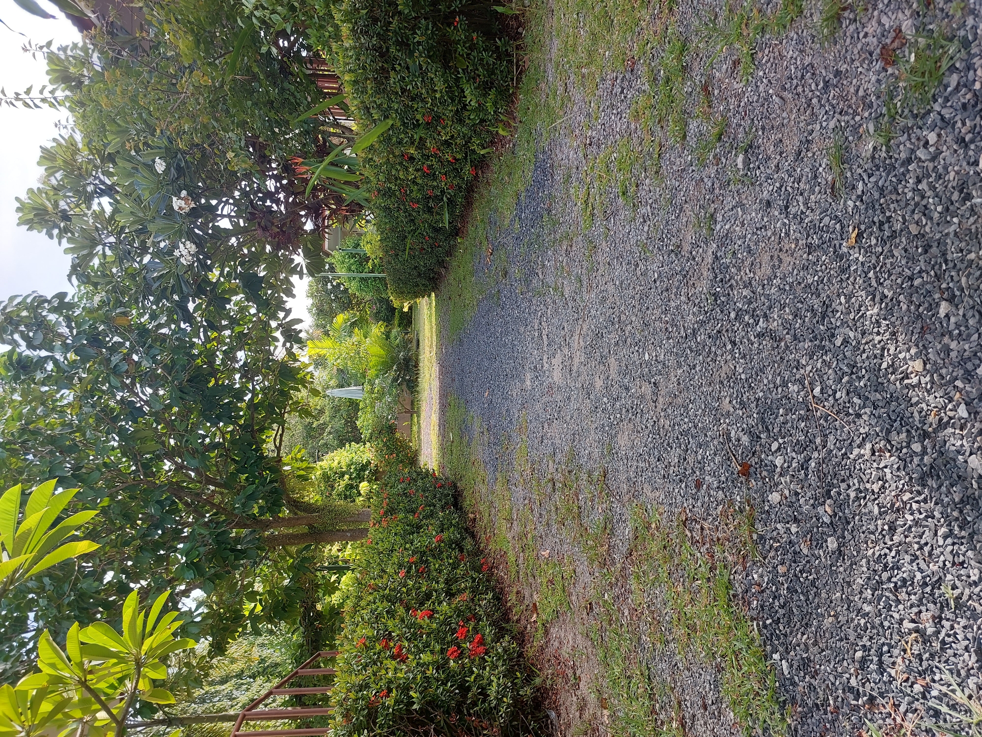 A gravel path leads through a lush garden in Baan Mae Nam, Thailand. The path is flanked on both sides by dense green hedges with small red flowers. Mature trees with full canopies provide shade over the path. In the background, a white umbrella is visible, suggesting an outdoor seating area. The environment appears serene and well-maintained, typical of a tropical garden. There are no people or animals visible in the image. The lighting suggests it is daytime, possibly late afternoon given the angle of the shadows.
