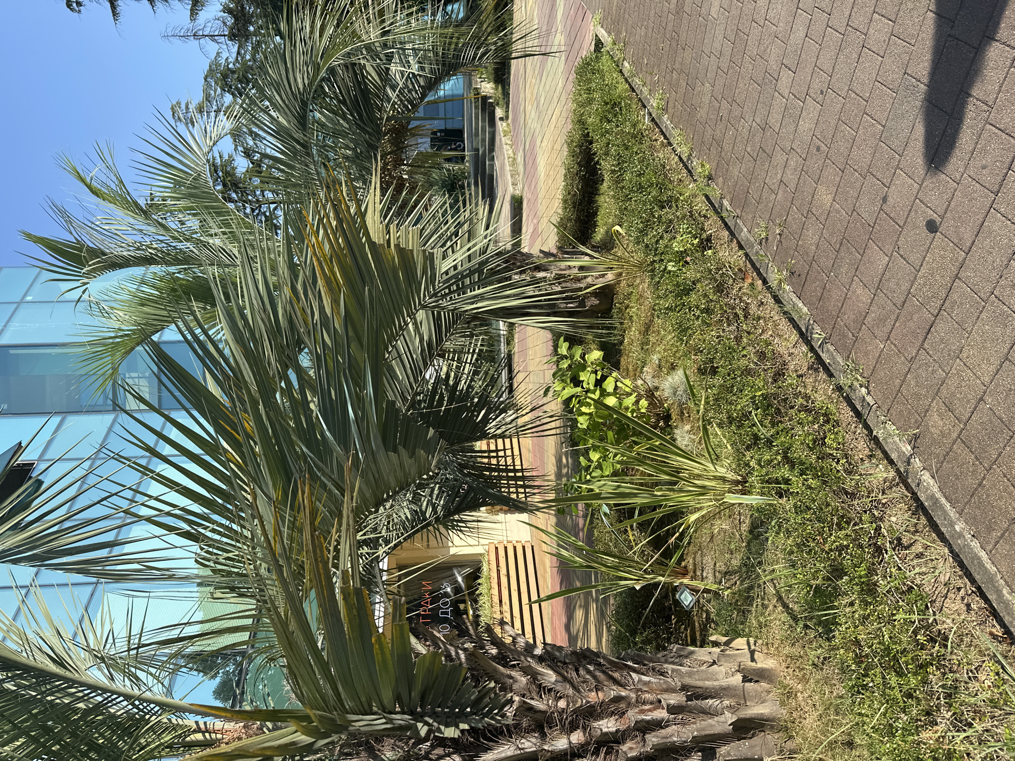 The image depicts a bright, sunny day in Sochi, Russia, showcasing a modern building with a blue glass facade. In the foreground, a large palm tree with textured bark dominates the left side, its fronds casting shadows. Adjacent to the palm tree is a manicured garden bed with green foliage and smaller plants, bordered by a paved walkway made of reddish-brown interlocking bricks. The walkway curves to the right, leading towards the building's entrance, which features concrete steps and an arched entryway. The building's reflection is visible in the glass. A neon sign with Cyrillic lettering is affixed to the building above a wooden structure. The overall scene suggests a well-maintained public space or resort area in Sochi.