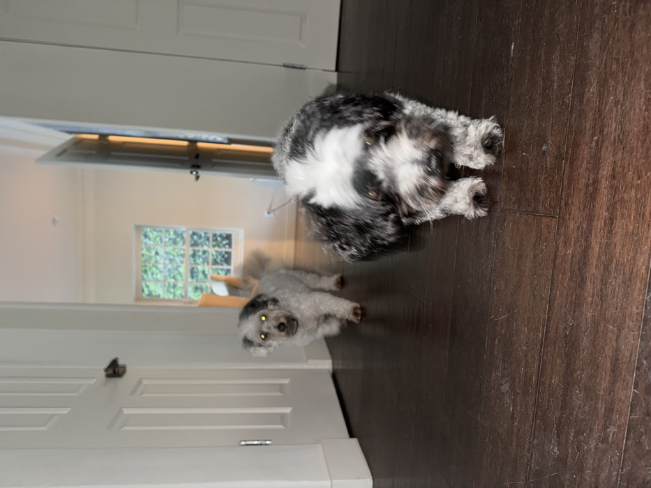 The image captures two small, fluffy dogs advancing on a dark brown hardwood floor inside a residential property located in Los Angeles, United States of America. In the foreground, a black and white dog with a fluffy coat and dark eyes moves directly towards the viewer, exhibiting minor motion blur. Slightly behind and to the left, a smaller, light grey-white dog with a fluffy coat also proceeds forward, its eyes reflecting the camera flash with a distinct yellow-green glow. The immediate environment consists of white paneled interior doors, one partially open on the left and another slightly ajar on the right. In the background, a brightly lit room is visible through a doorway, featuring a multi-paned window overlooking green foliage and part of a light-colored furniture piece. The walls throughout are white.