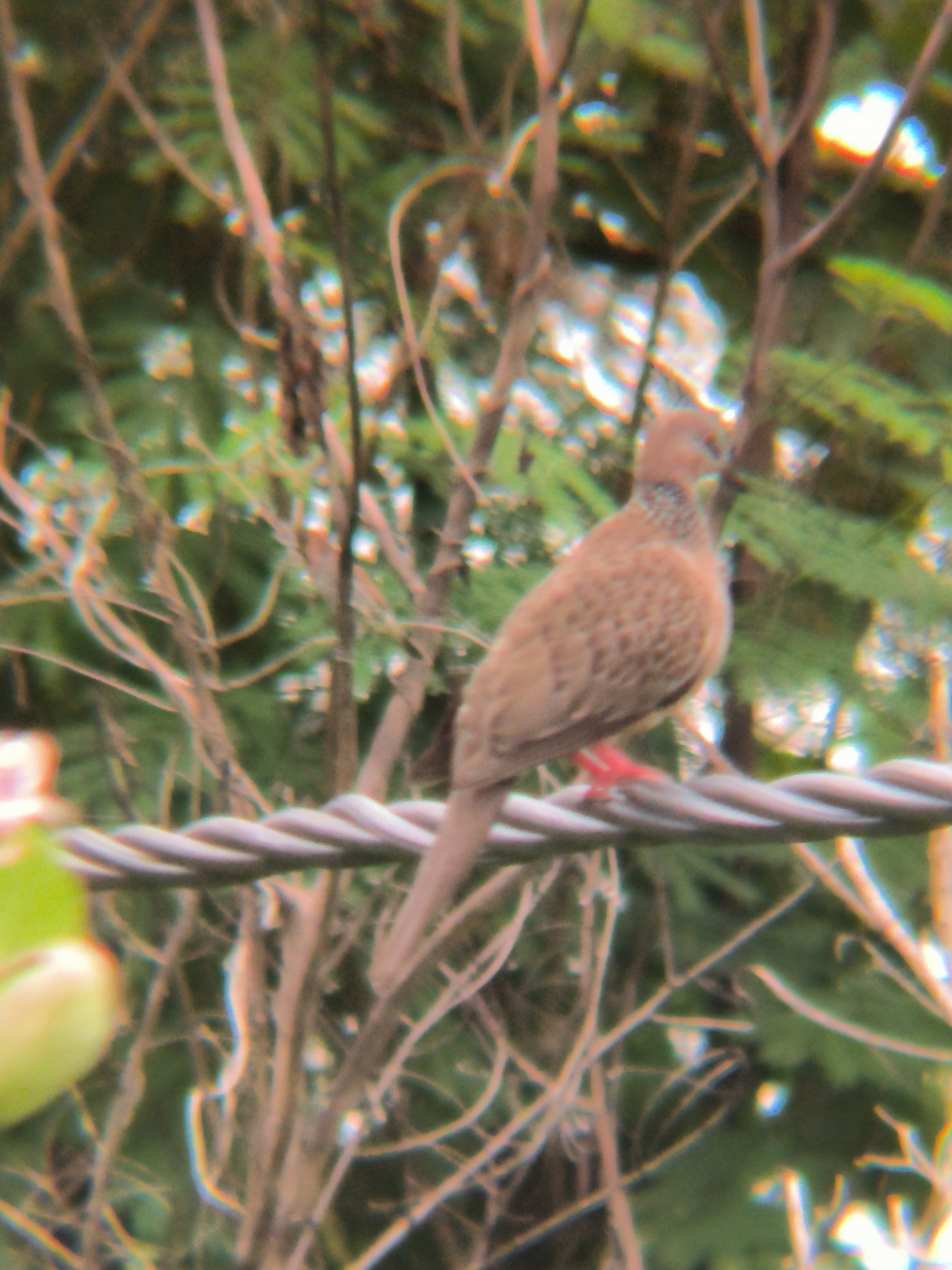 A spotted dove, likely a Spilopelia chinensis, is perched on a thick, twisted wire. The bird is facing left, with its head turned slightly to the side. Its plumage is predominantly brown and speckled, with a reddish tint to its legs and feet. The background is a blur of green foliage and brown branches, suggesting an outdoor environment. The image appears to have been taken in Lhokseumawe, Indonesia, as indicated by the metadata. The lighting is somewhat diffused, creating a soft focus effect on the subject and its surroundings. The wire it is perched on is a prominent horizontal element in the foreground.